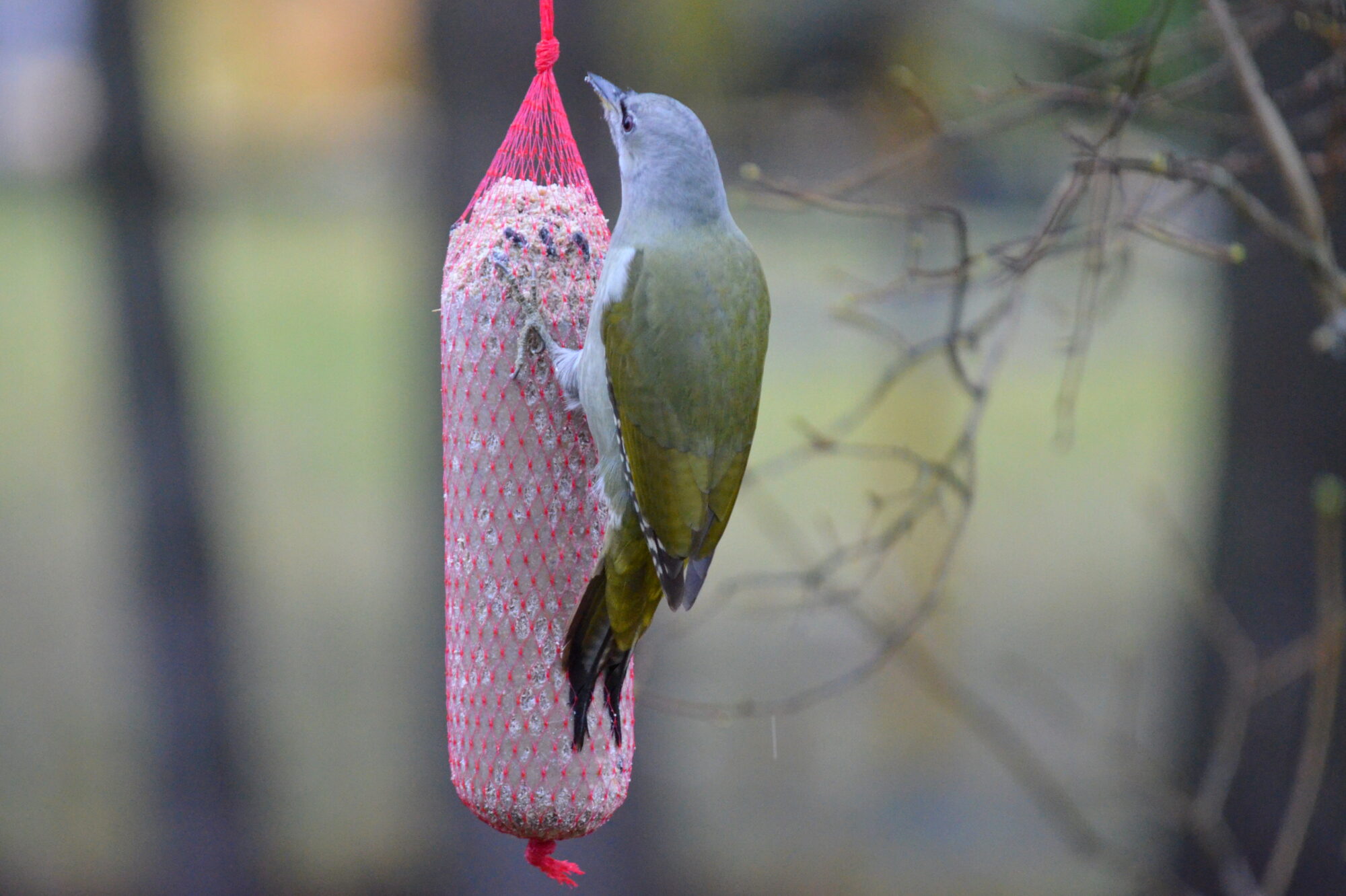 Valokuvaaja: Kaarlo Asikainen