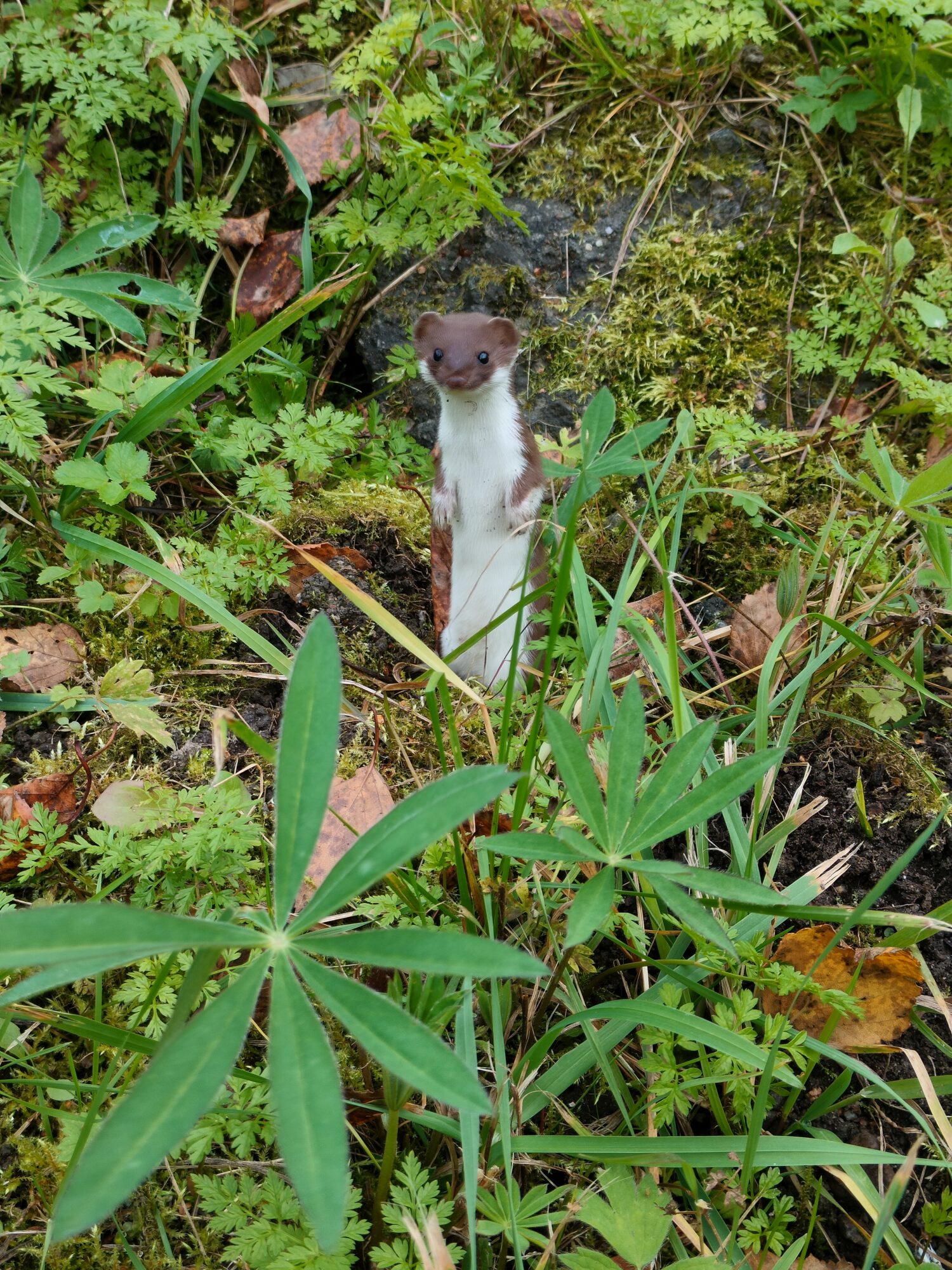 Valokuvaaja: Venla Pohjoisvirta
