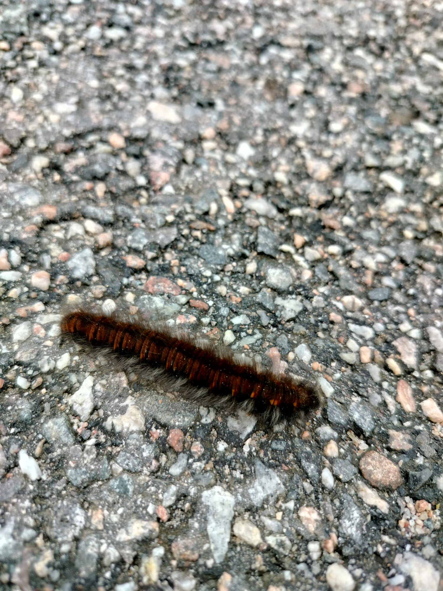 Valokuvaaja: Hanna Latvala