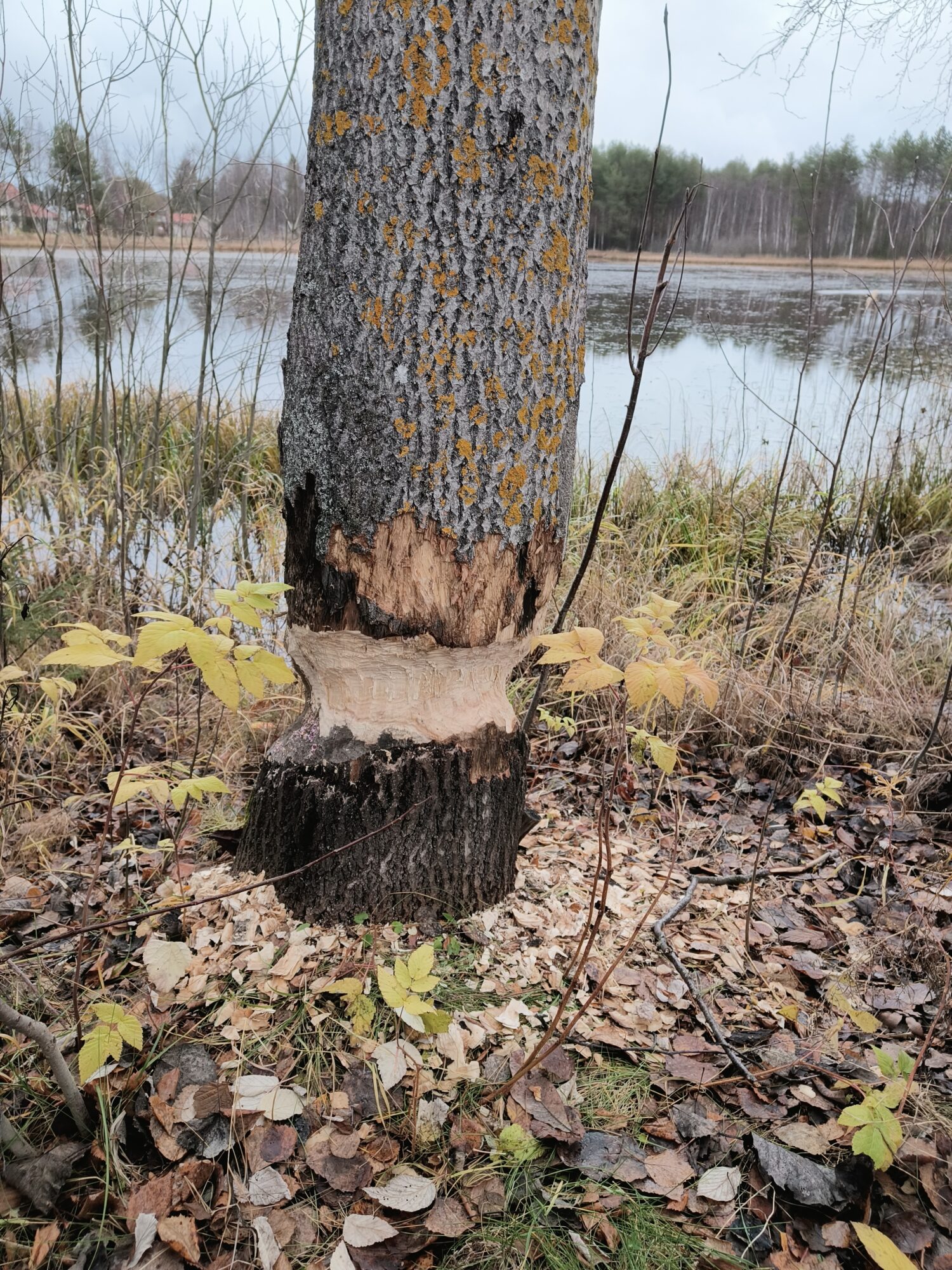 Valokuvaaja: Inkalilja Metsänheimo