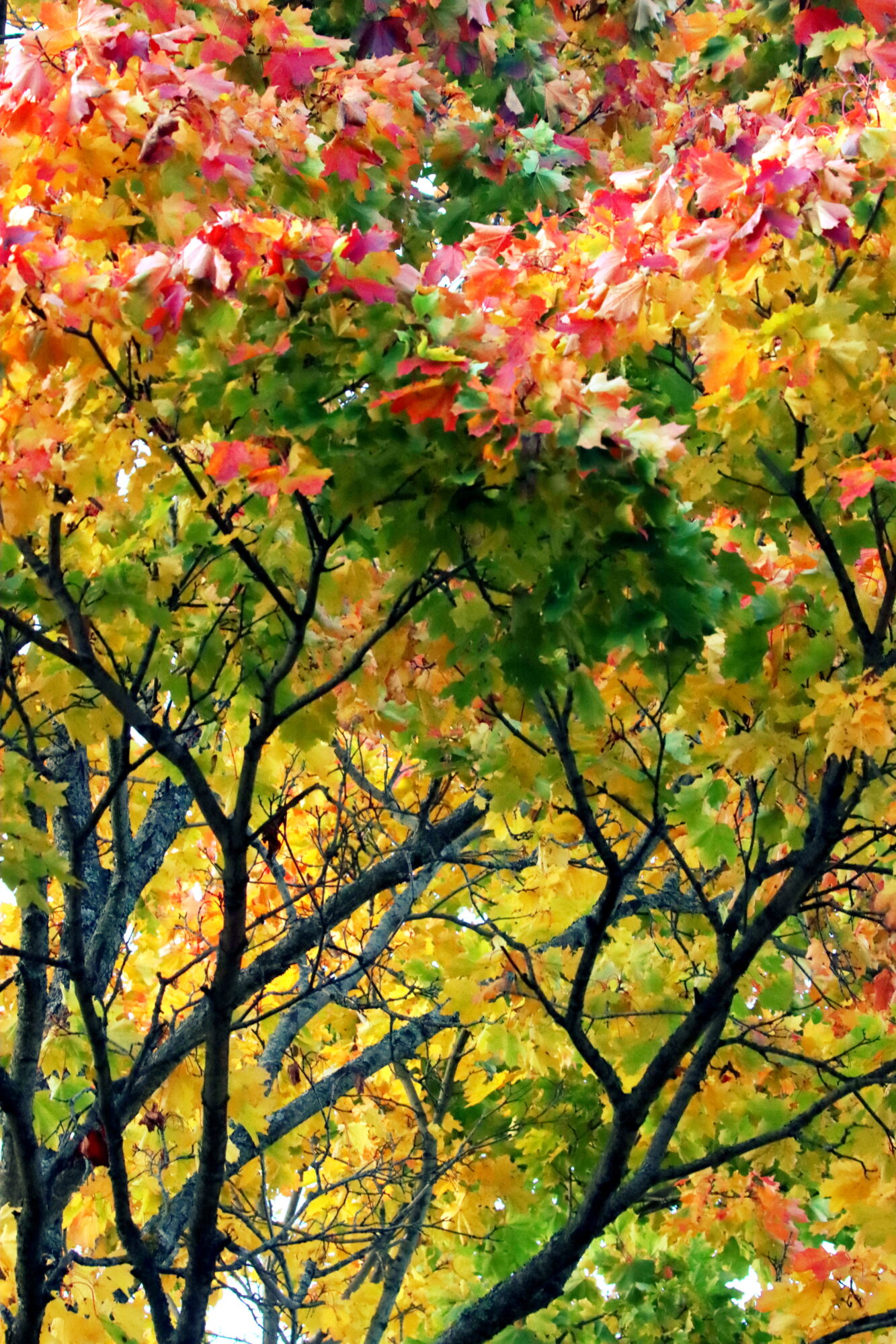 Valokuvaaja: Irja Lehtinen