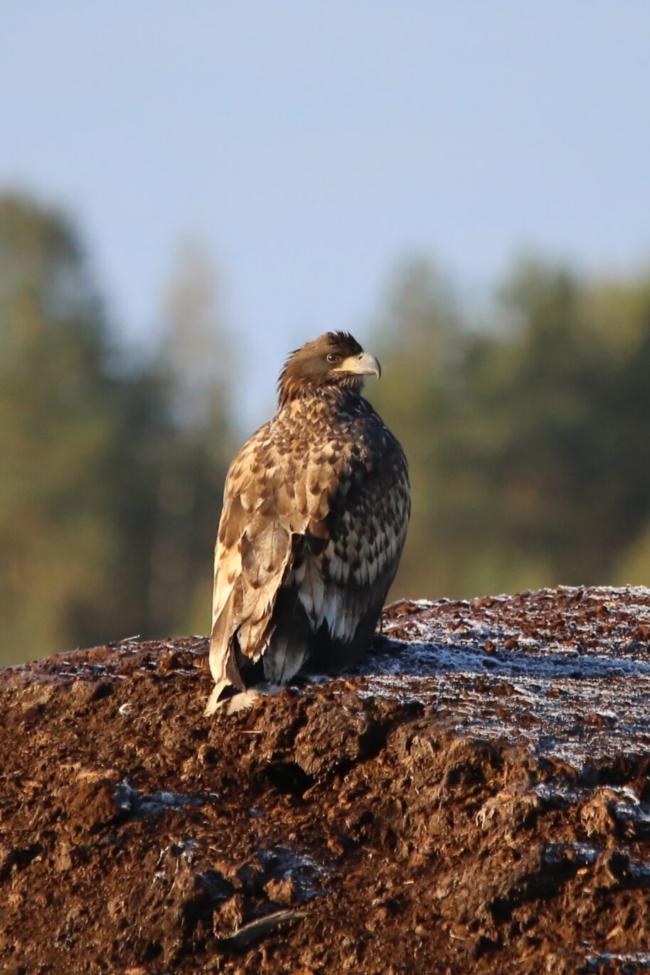 Valokuvaaja: Maija Mehto