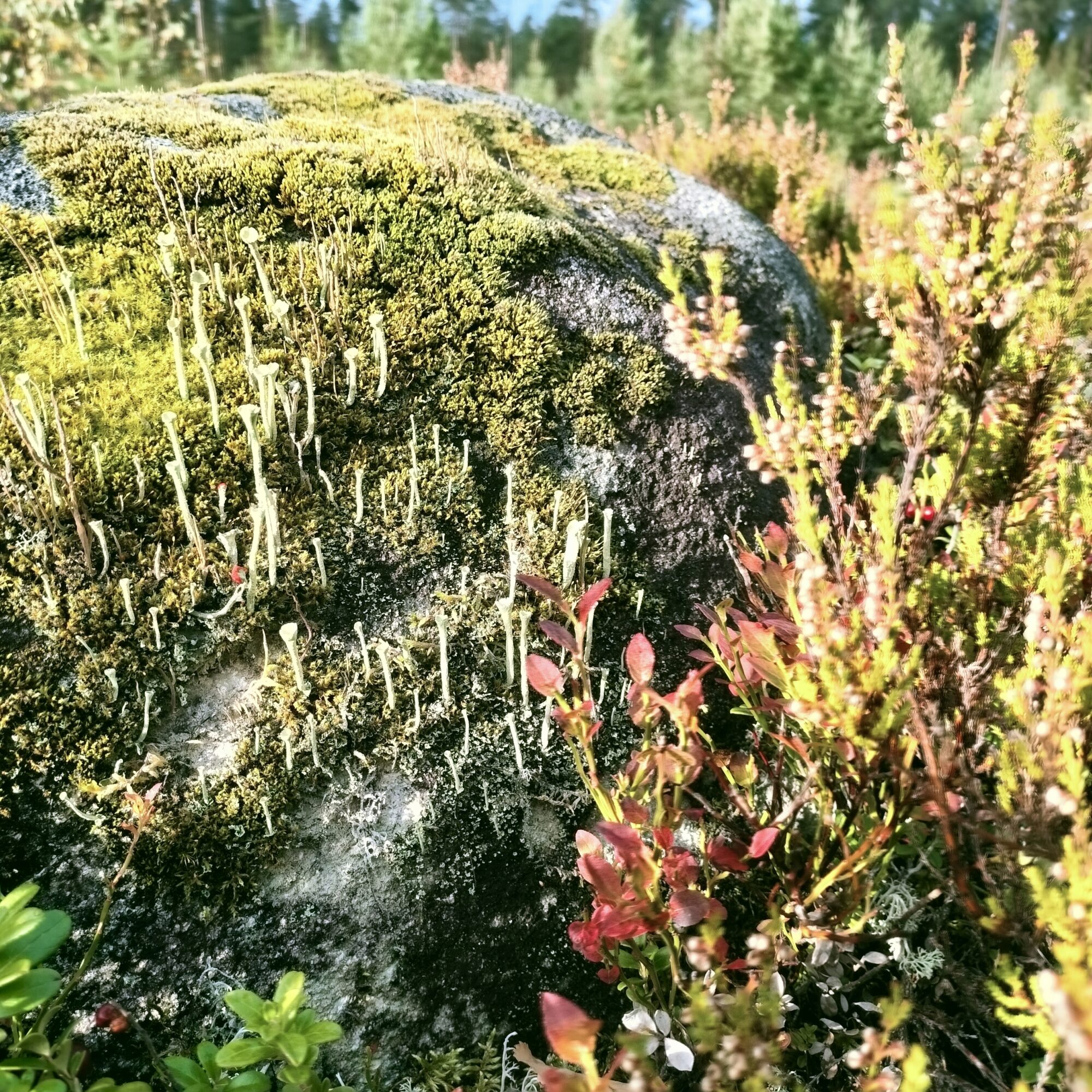 Valokuvaaja: Elina Kovanen