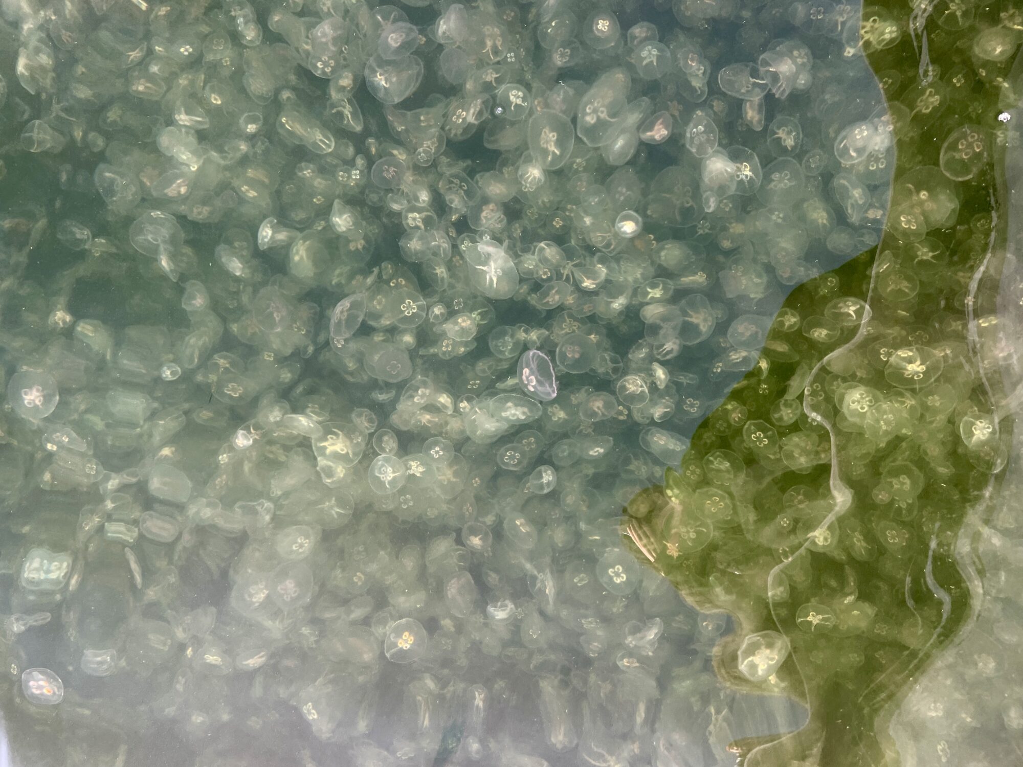 Valokuvaaja: Alisa Redding