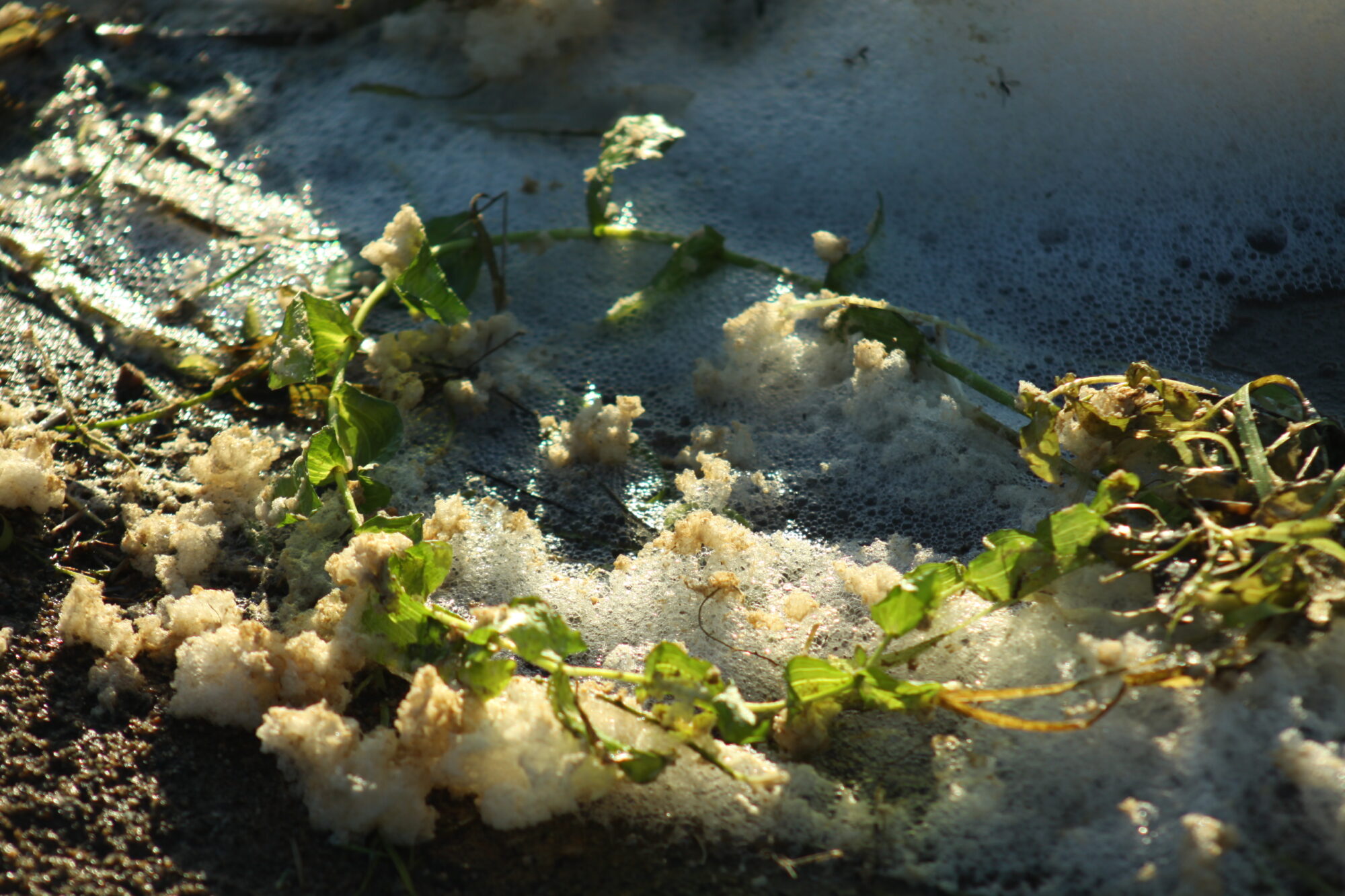 Valokuvaaja: Pirkko Siukonen