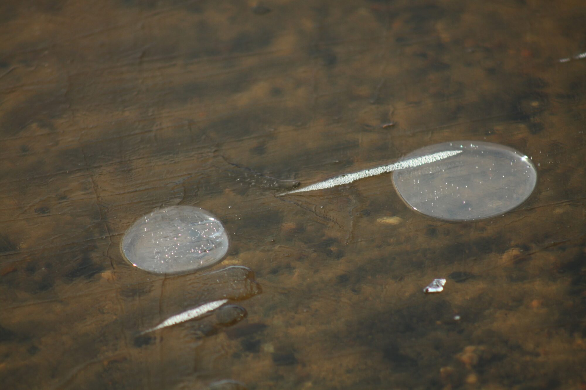 Valokuvaaja: Pirkko Siukonen