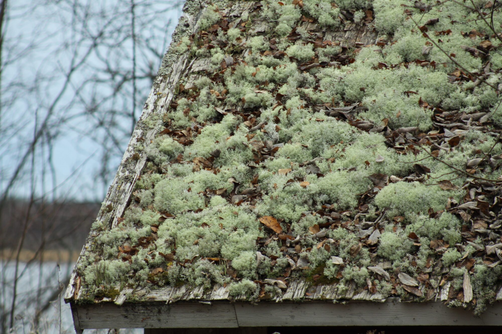 Valokuvaaja: Pirkko Siukonen