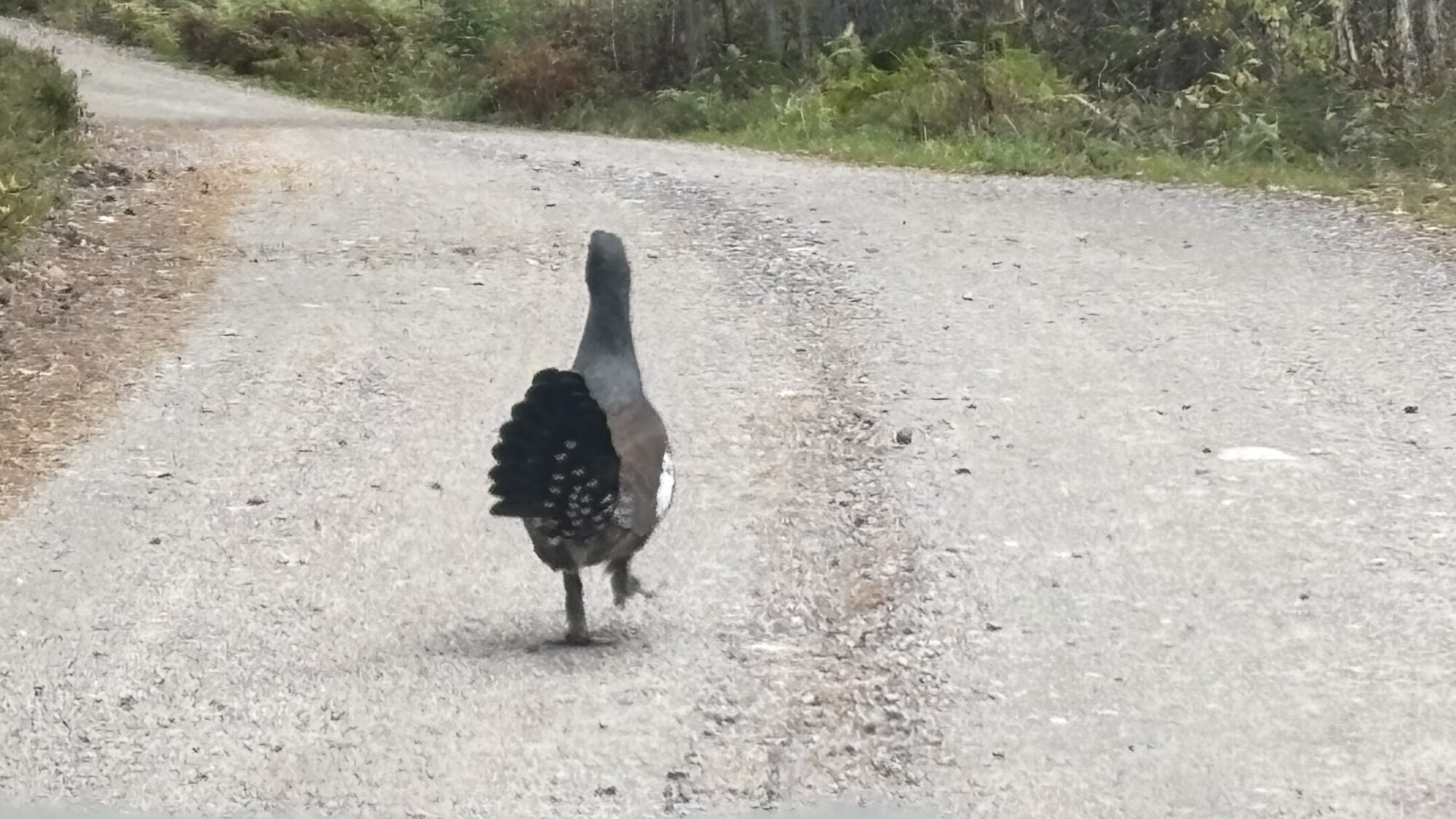 Valokuvaaja: Kirsi Merilä