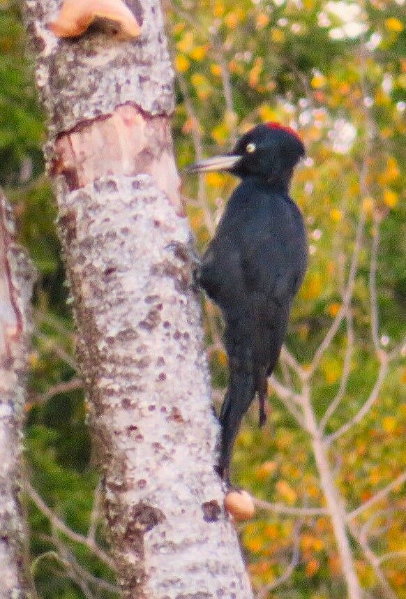 Valokuvaaja: Risto Kangassalo