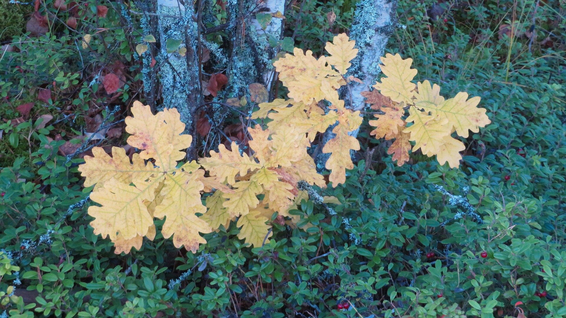 Valokuvaaja: Risto Kangassalo