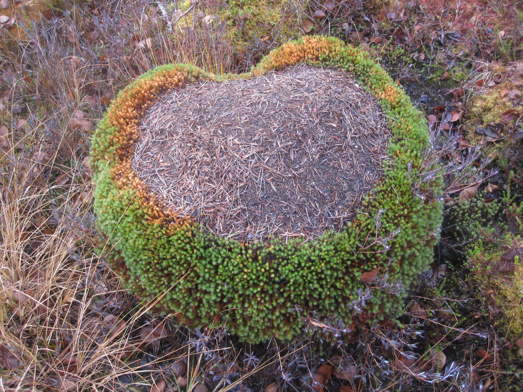 Valokuvaaja: Kaarina Timonen