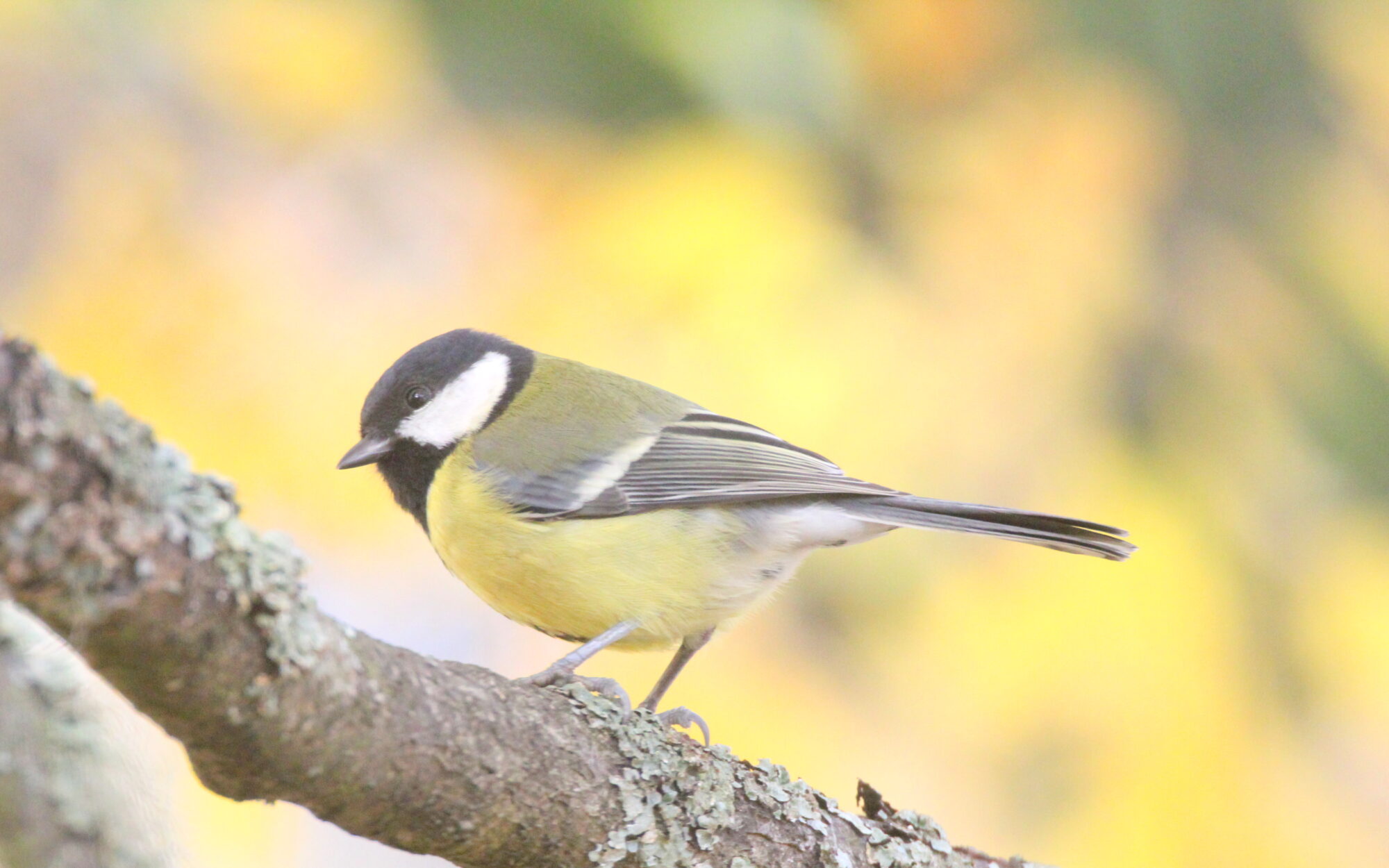 Valokuvaaja: Kaarlo Asikainen