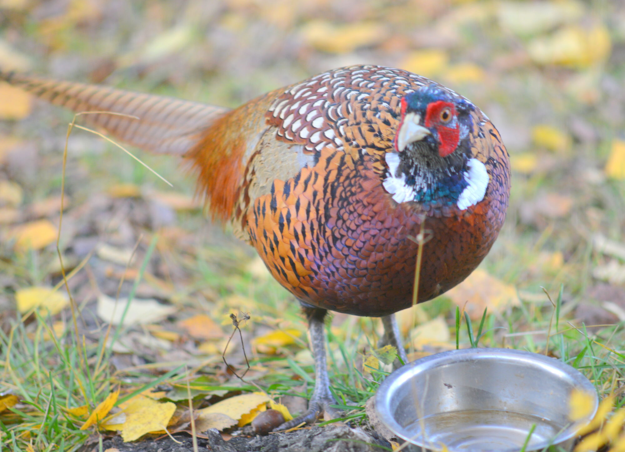Valokuvaaja: Kaarlo Asikainen