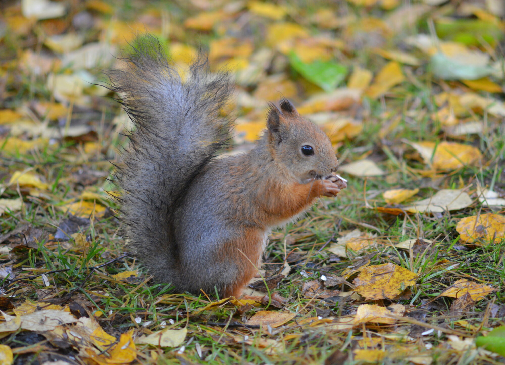 Valokuvaaja: Kaarlo Asikainen