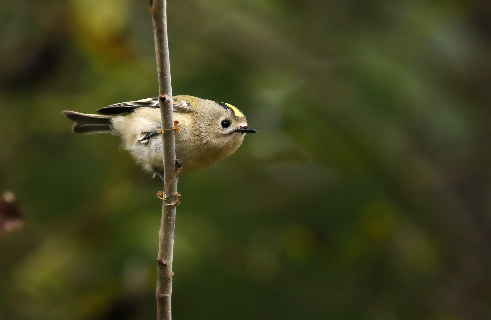 Valokuvaaja: Antero Tykkyläinen