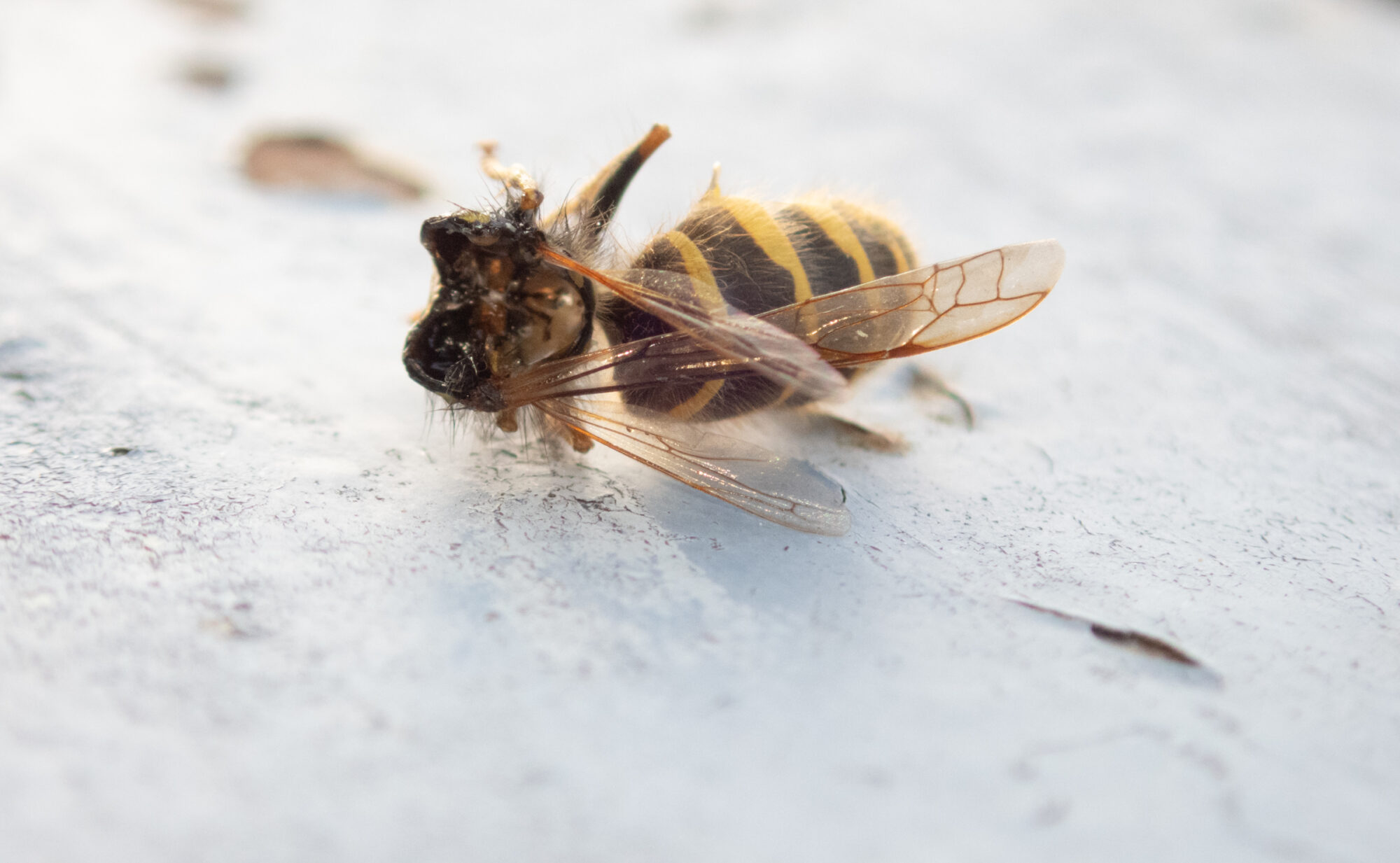 Valokuvaaja: Marja Nevalainen