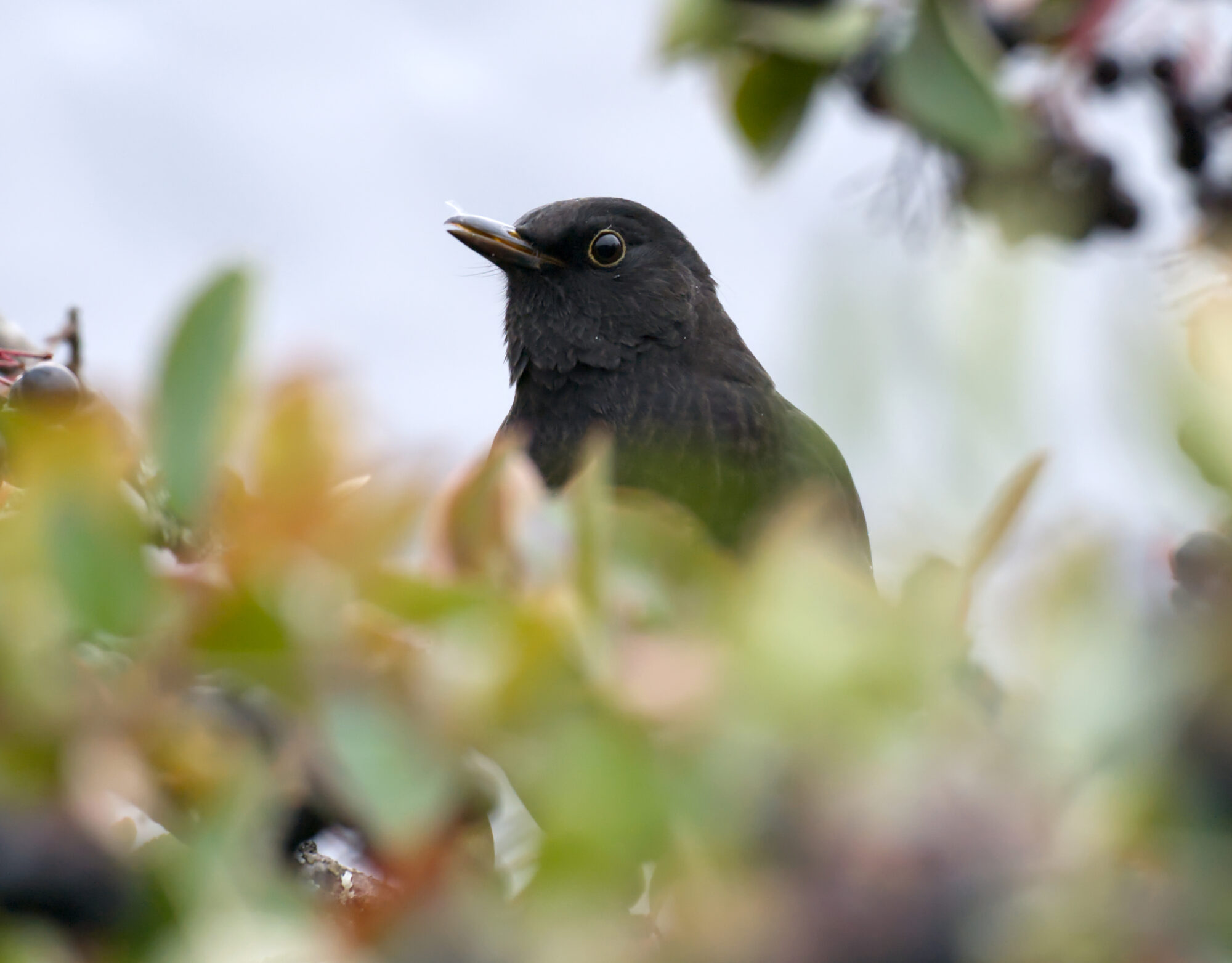 Valokuvaaja: Päivi Kiiskinen-Mustonen