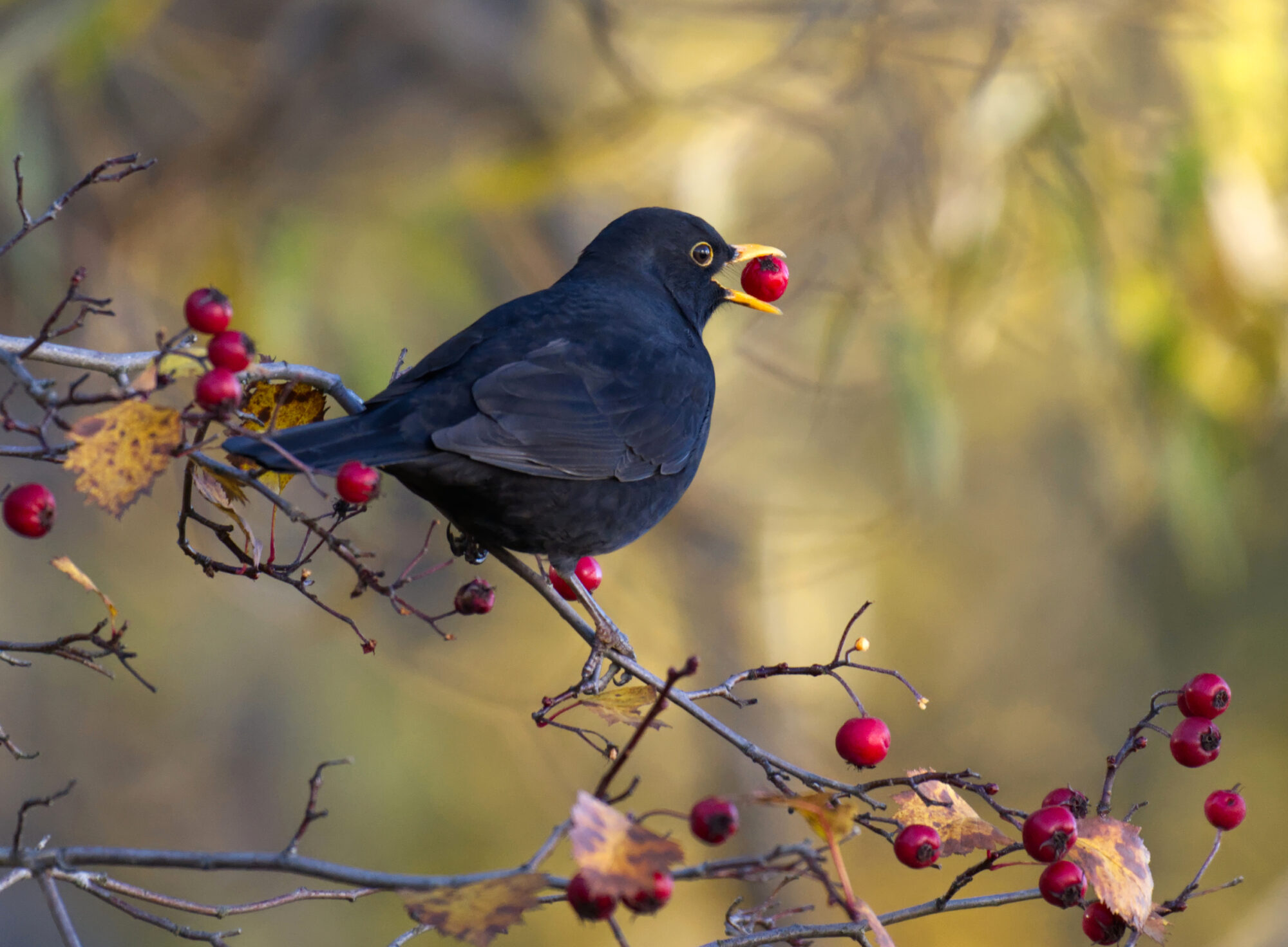Valokuvaaja: Päivi Kiiskinen-Mustonen