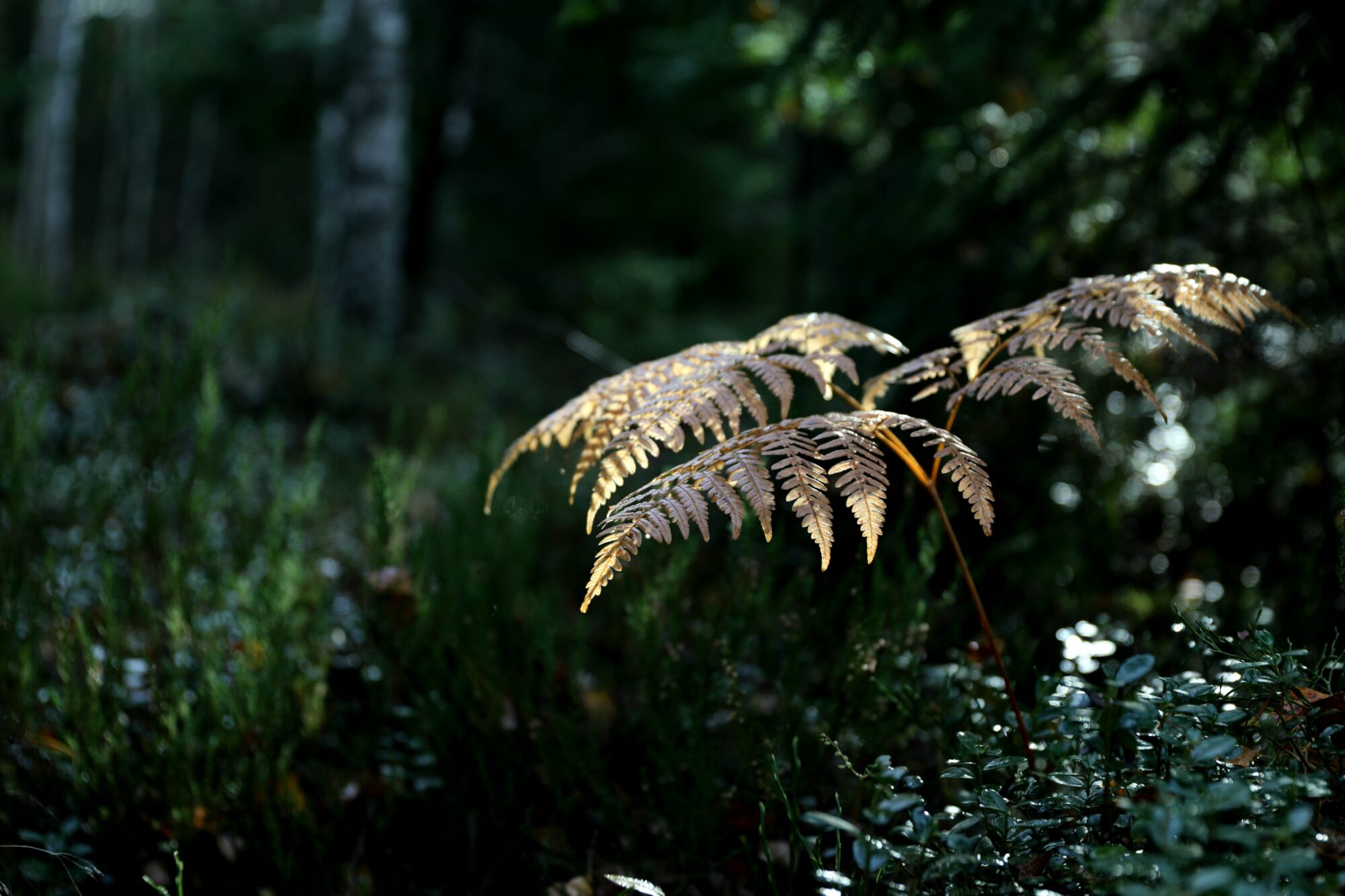 Valokuvaaja: Pasi Lähde