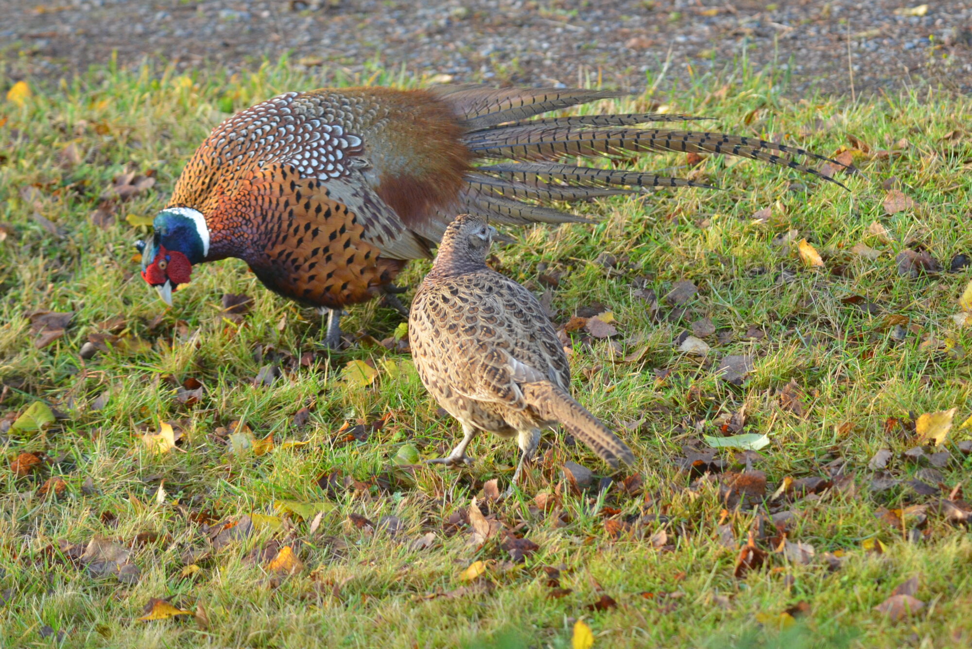 Valokuvaaja: Kaarlo Asikainen