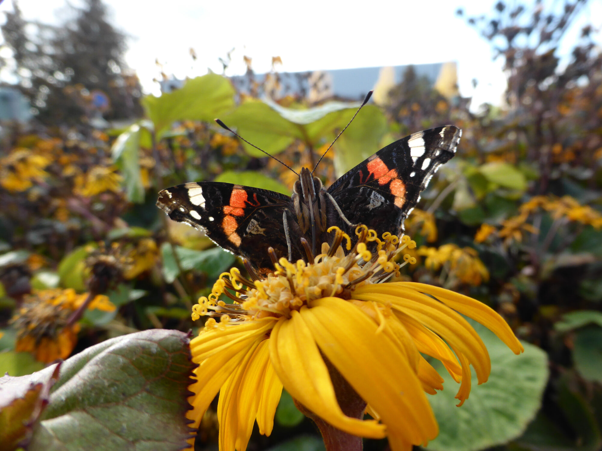 Valokuvaaja: Toni Asikainen