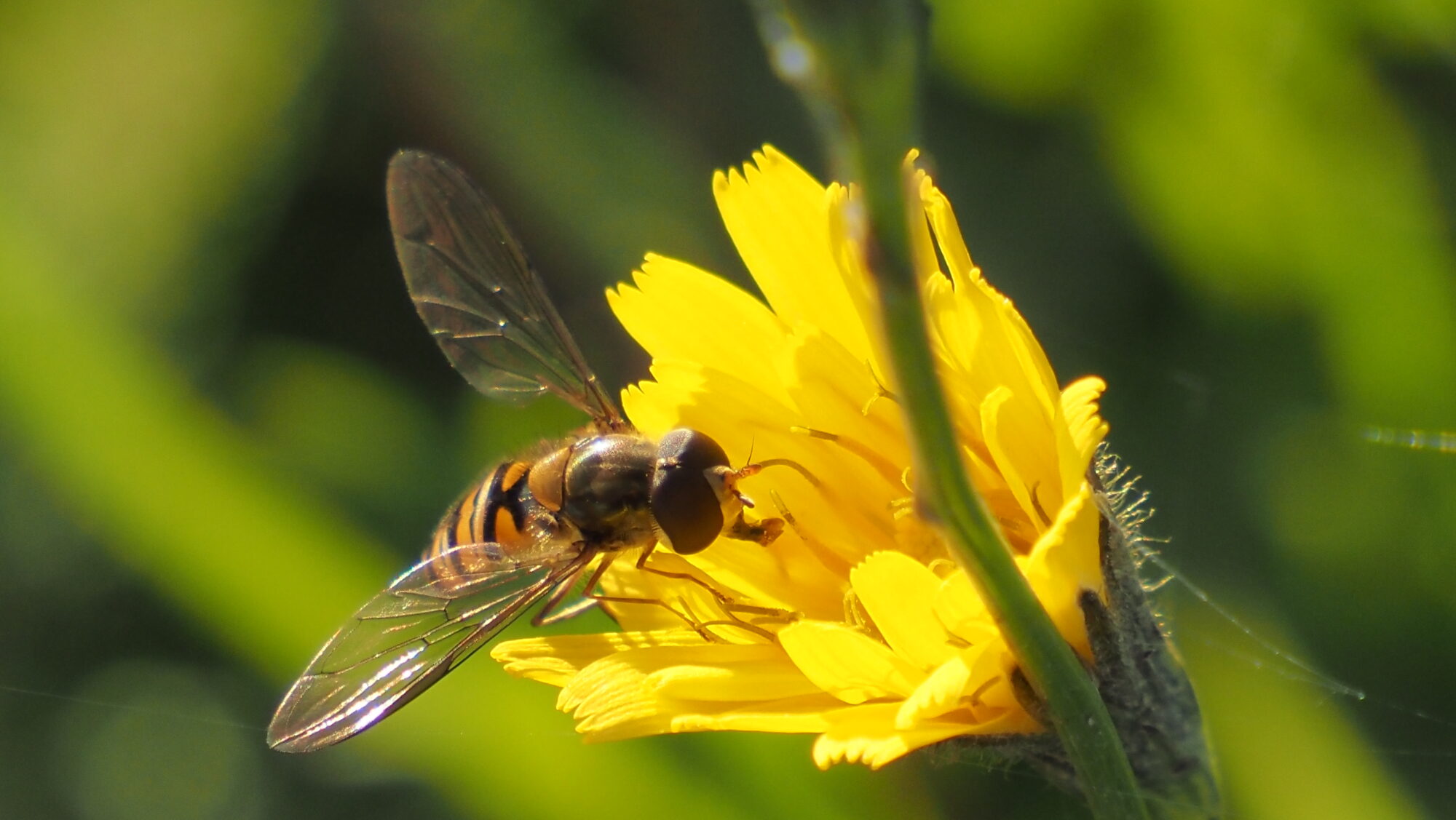 Valokuvaaja: Arja Valtonen