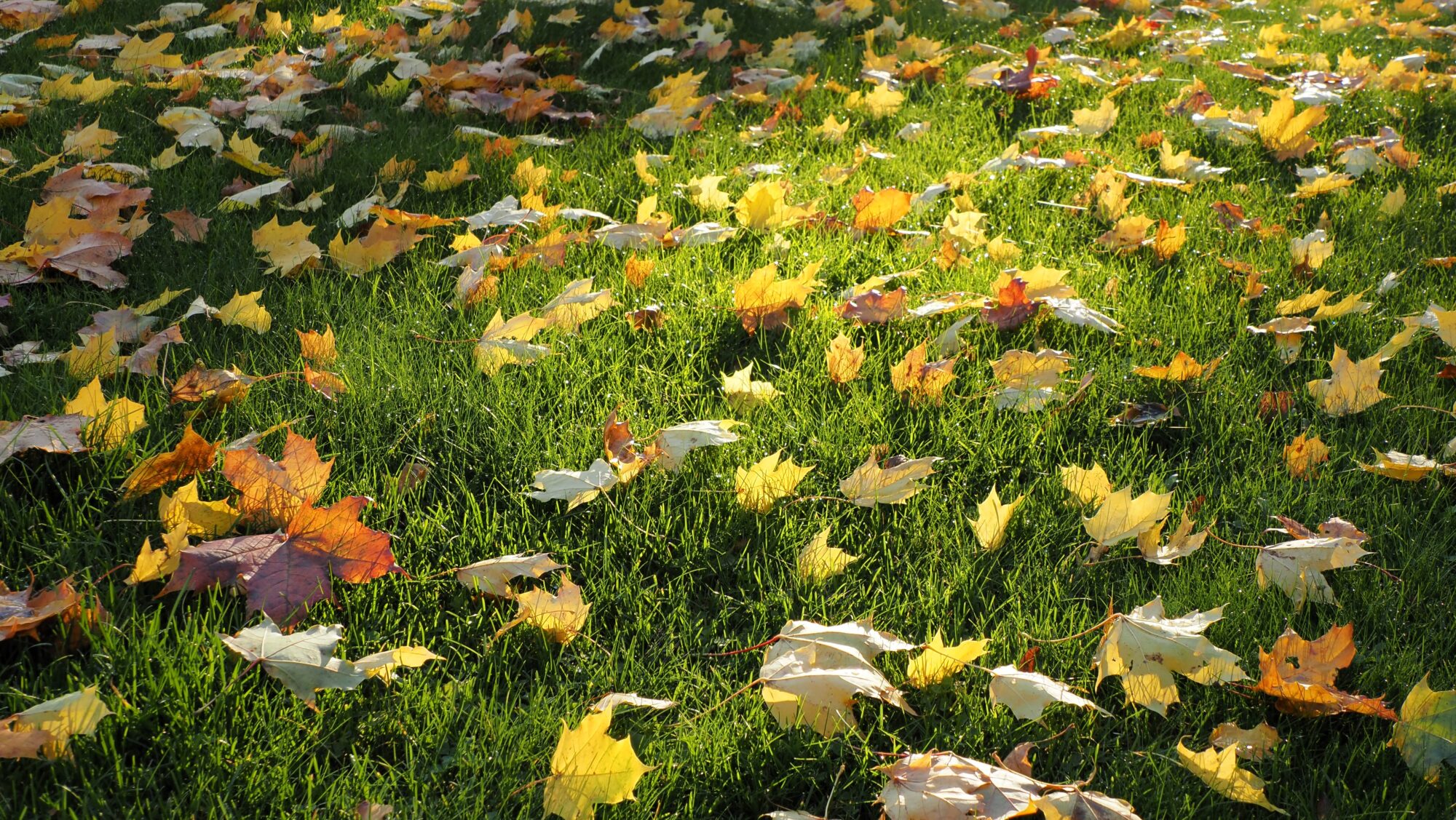 Valokuvaaja: Arja Valtonen