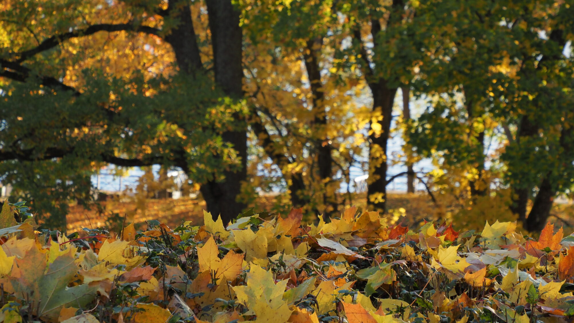 Valokuvaaja: Arja Valtonen