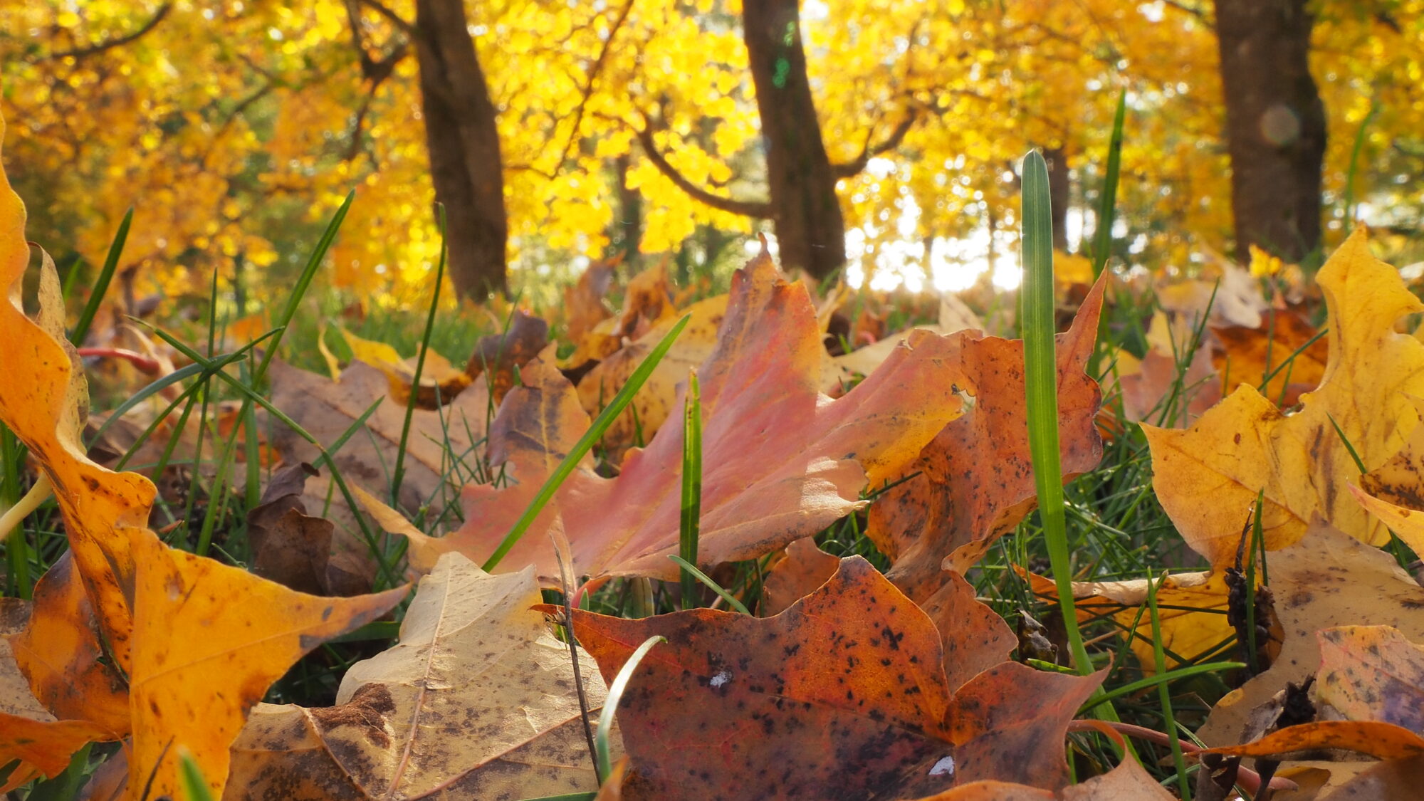 Valokuvaaja: Martti Valtonen