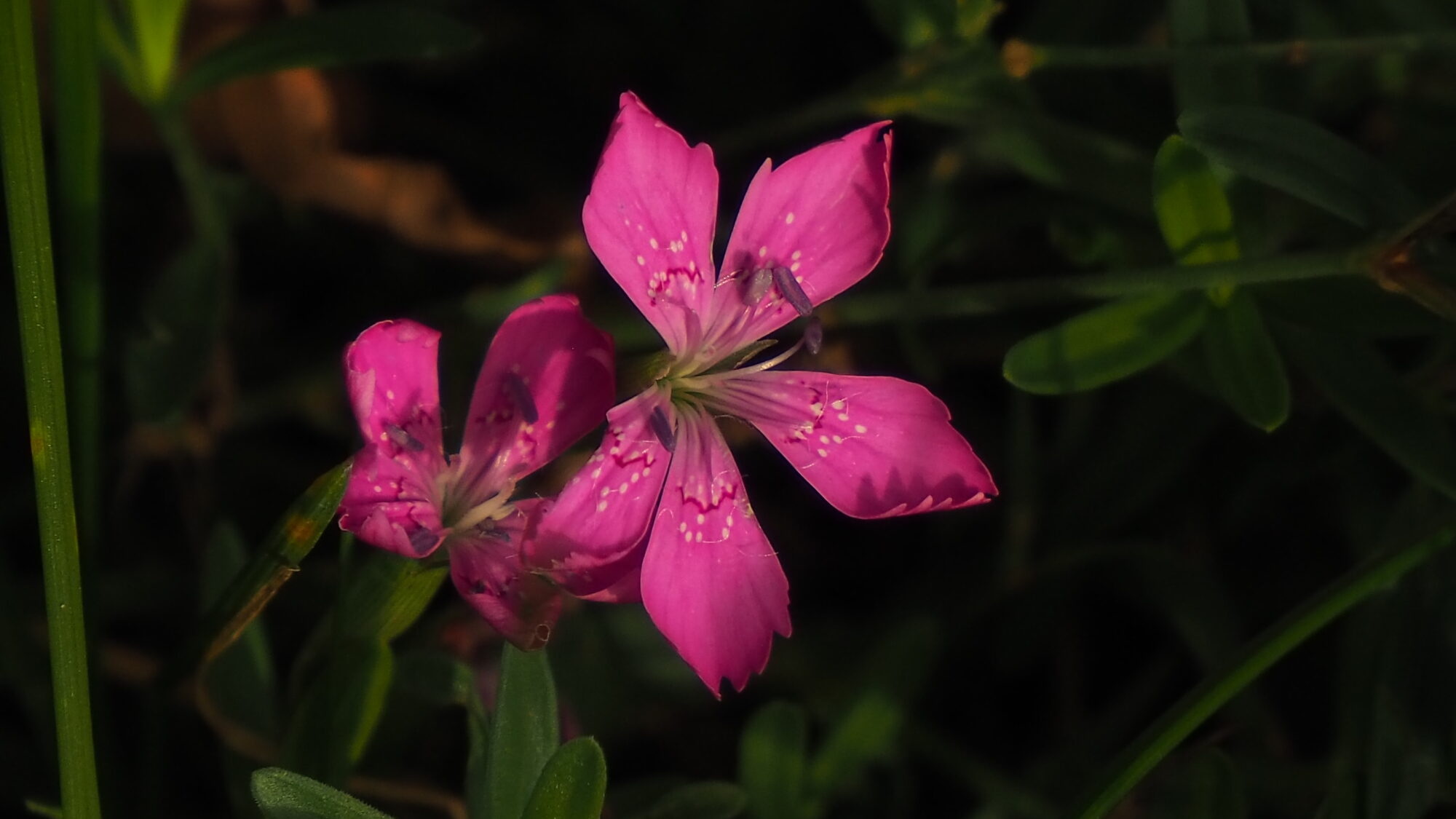 Valokuvaaja: Martti Valtonen