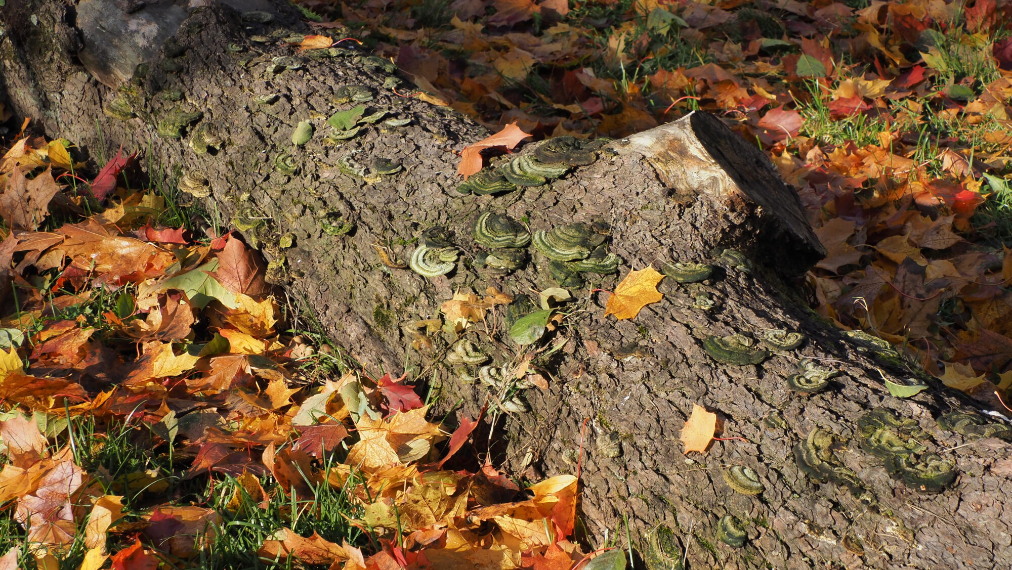 Valokuvaaja: Arja Valtonen