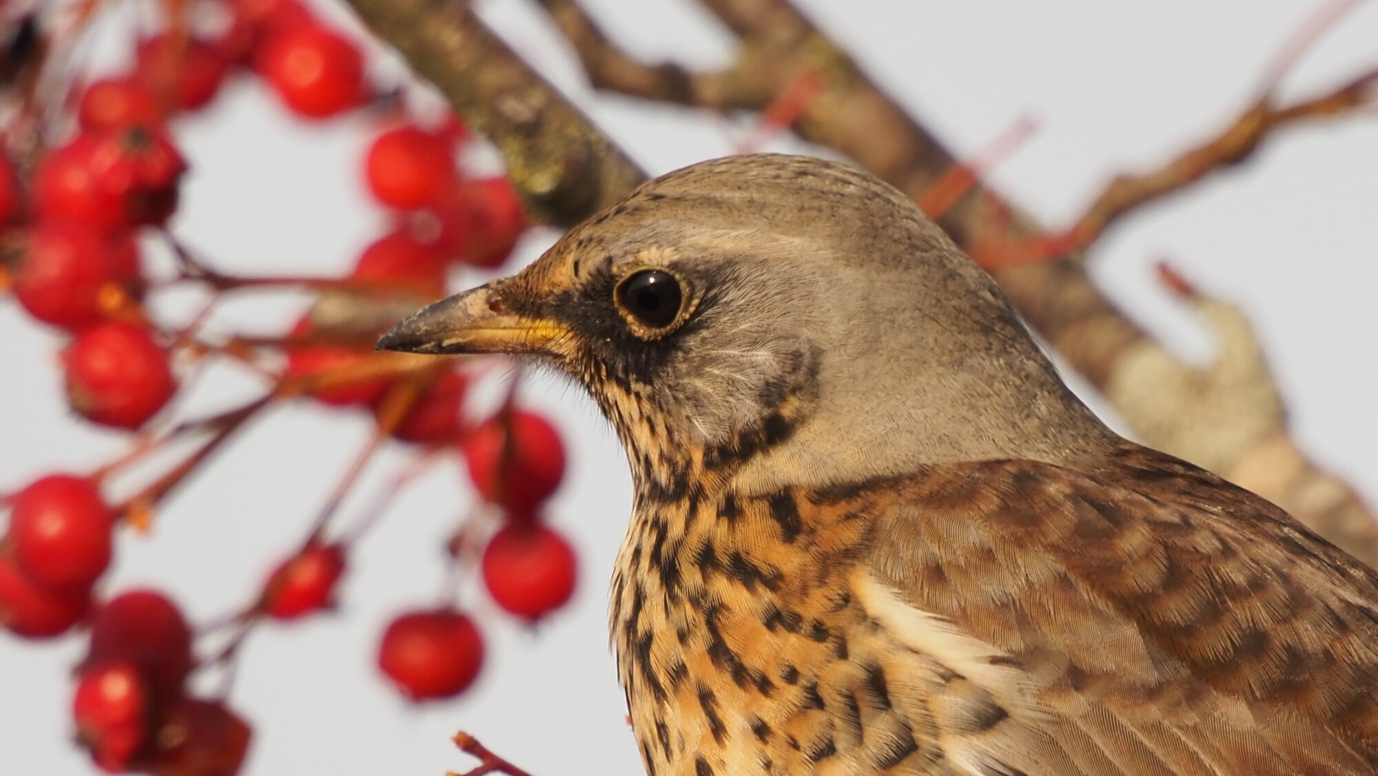 Valokuvaaja: Arja Valtonen