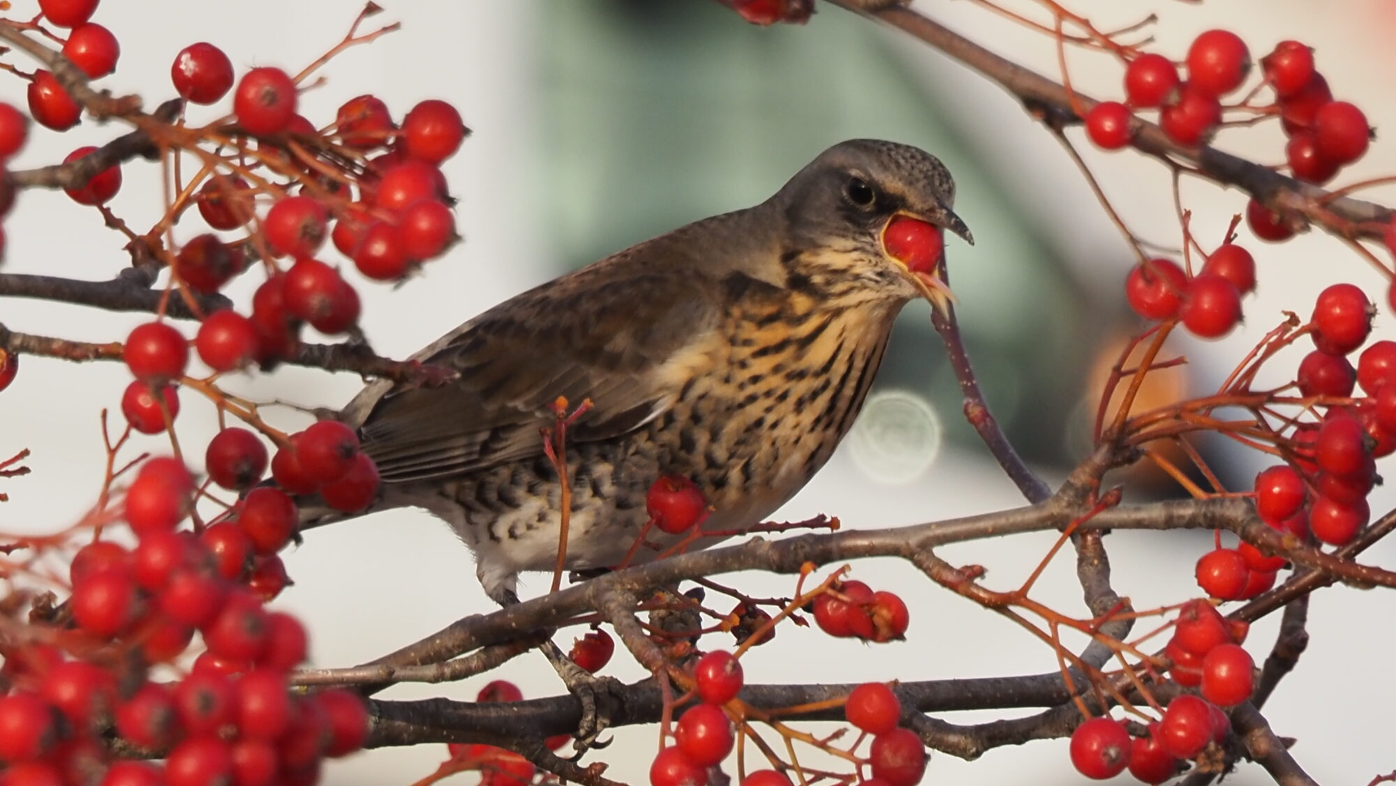 Valokuvaaja: Arja Valtonen