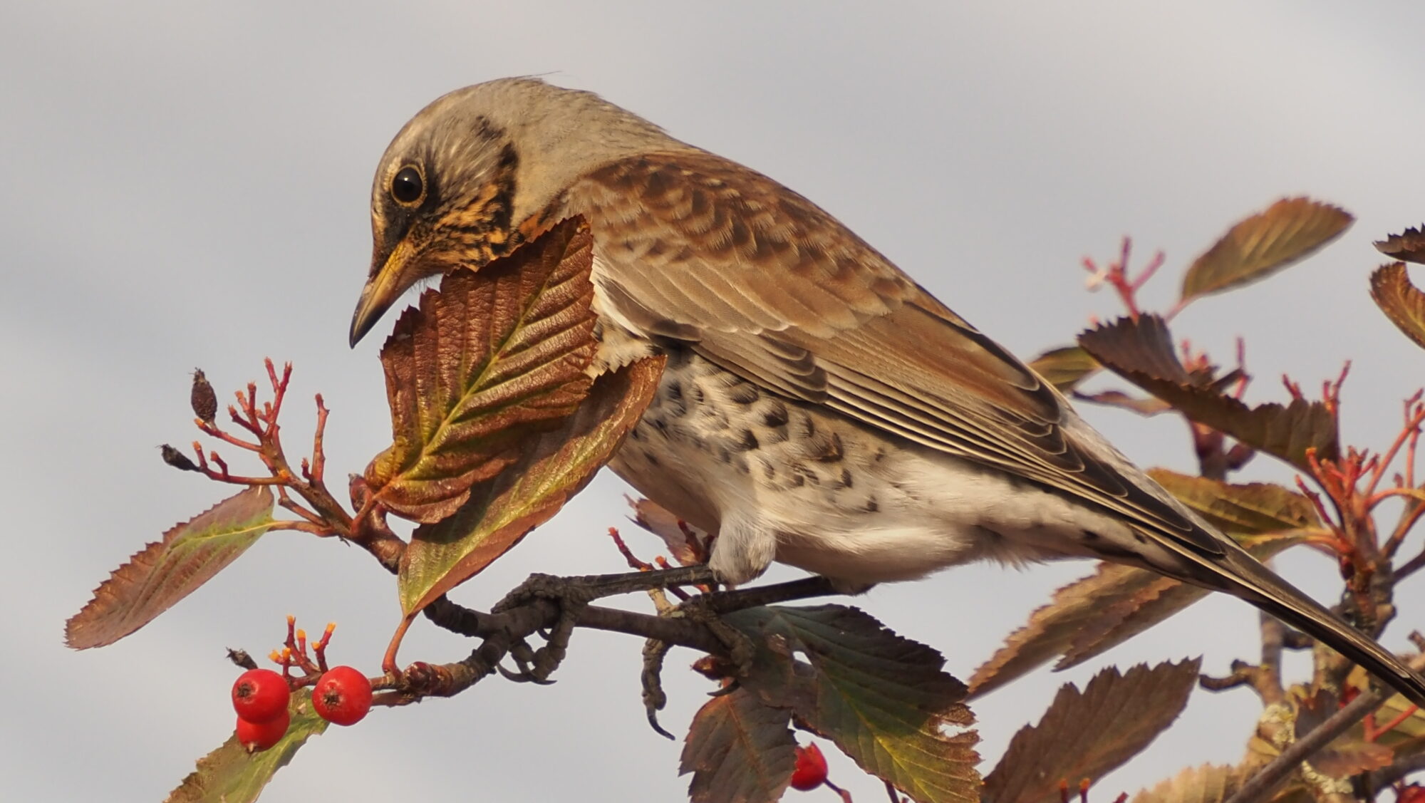 Valokuvaaja: Arja Valtonen