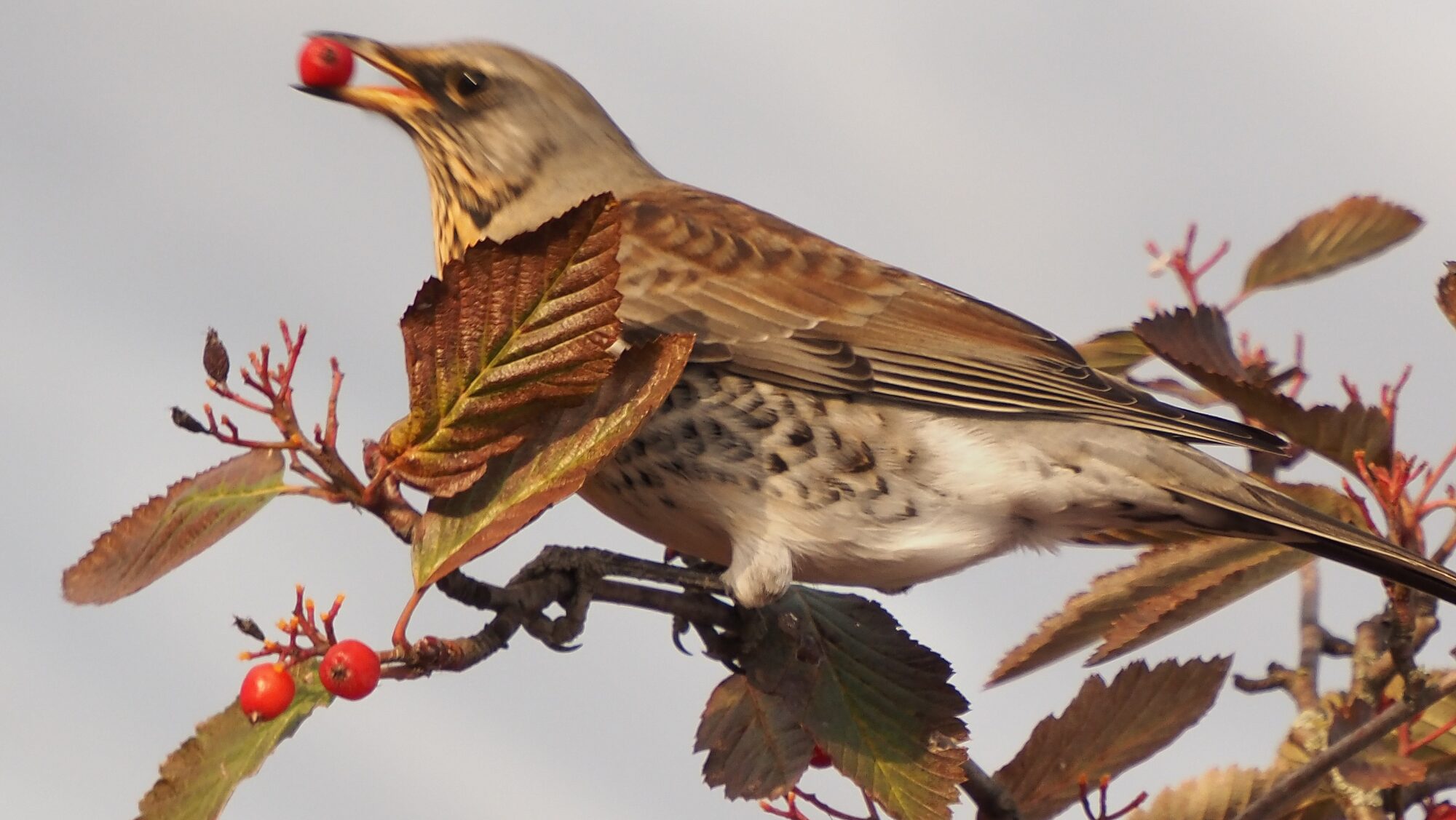 Valokuvaaja: Arja Valtonen