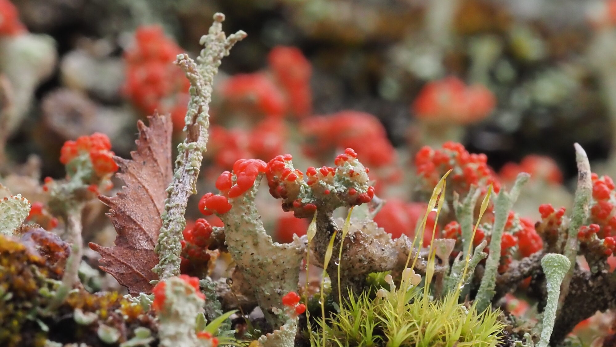 Valokuvaaja: Arja Valtonen