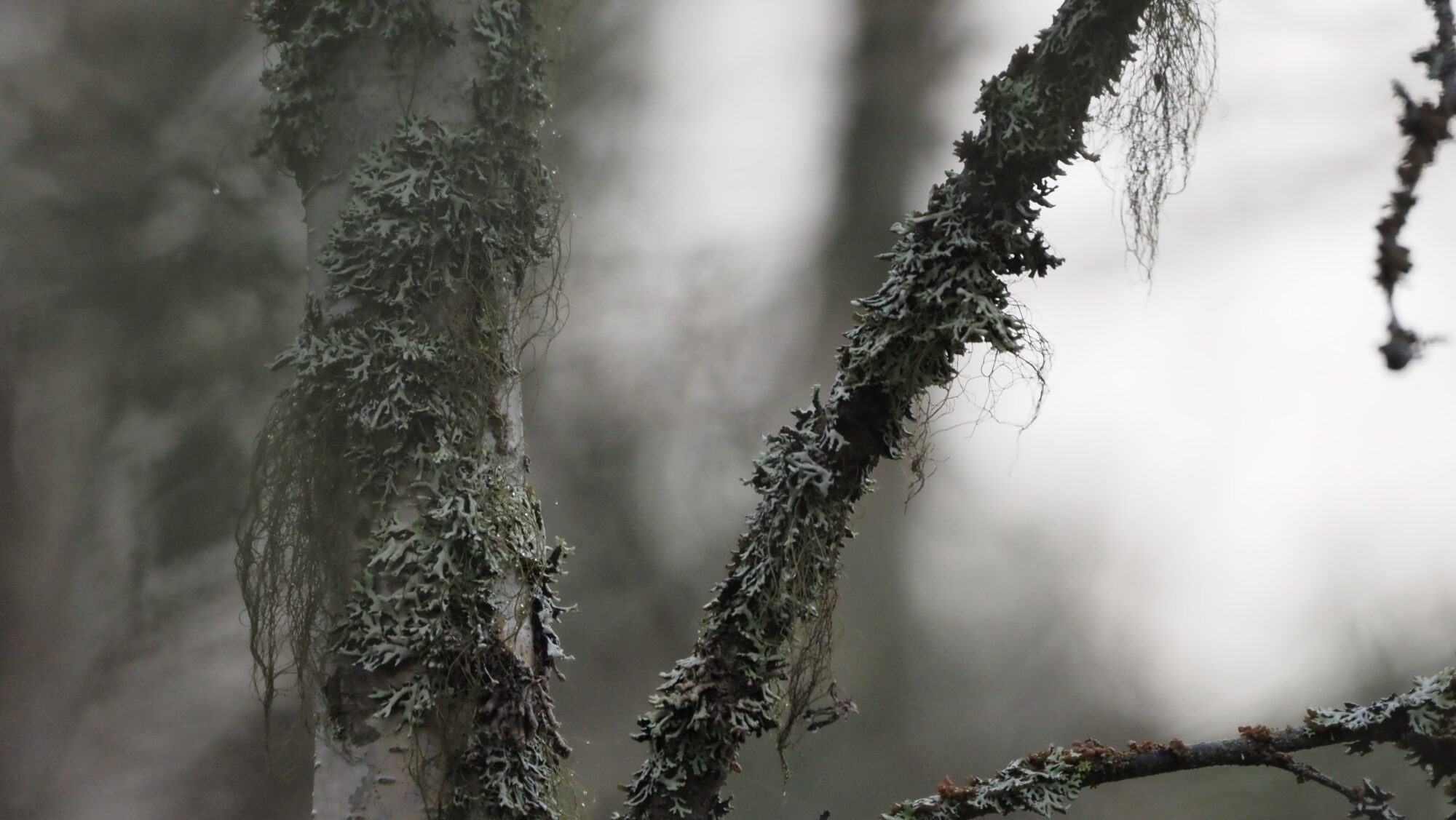 Valokuvaaja: Arja Valtonen