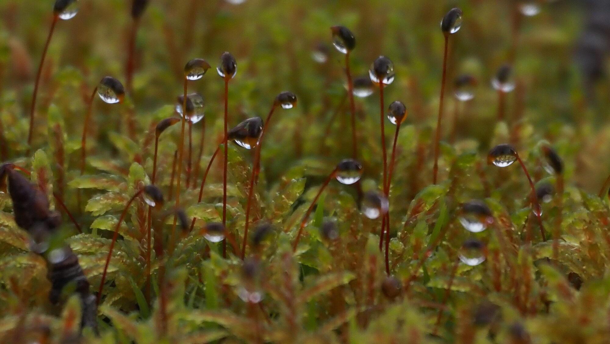 Valokuvaaja: Arja Valtonen