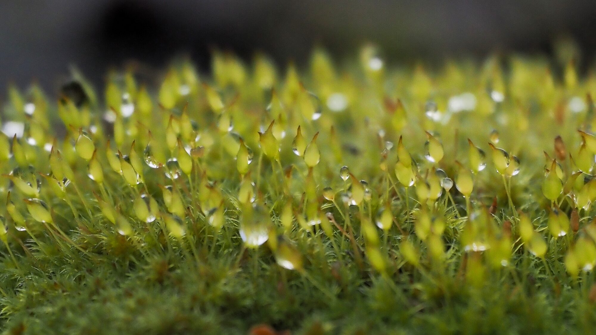 Valokuvaaja: Arja Valtonen