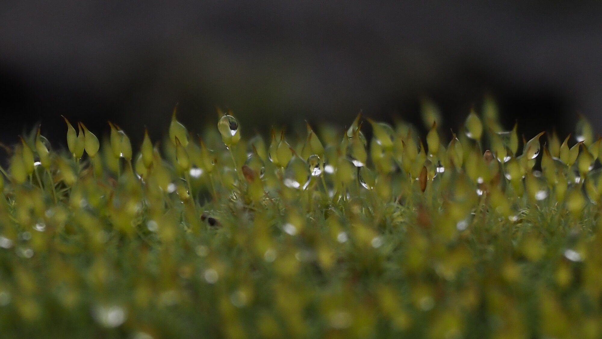 Valokuvaaja: Arja Valtonen