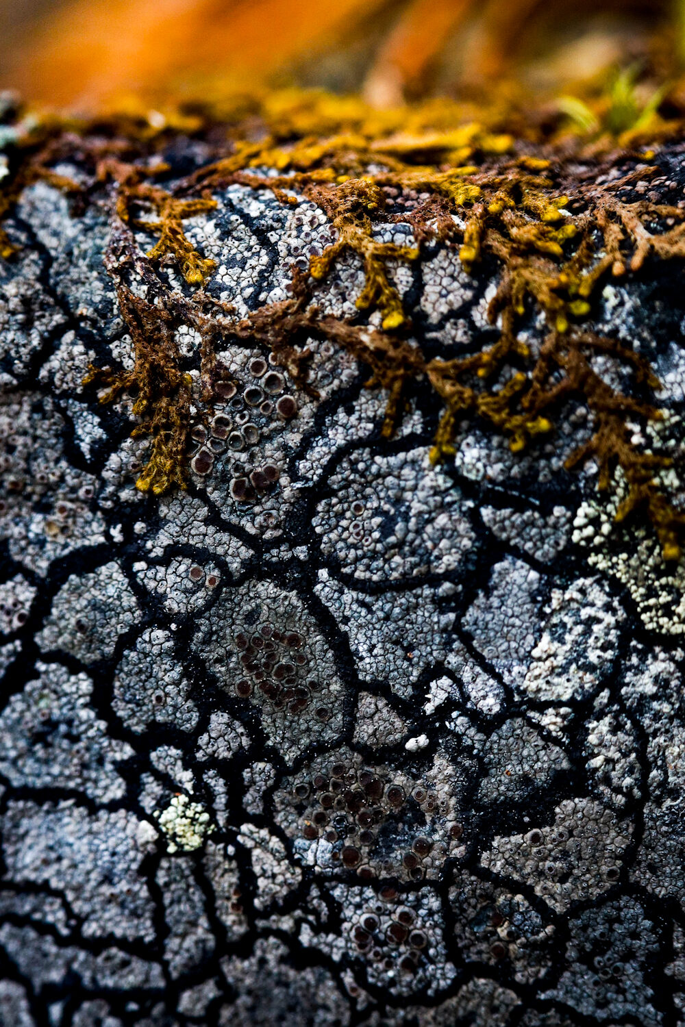 Valokuvaaja: Johanna Lempinen