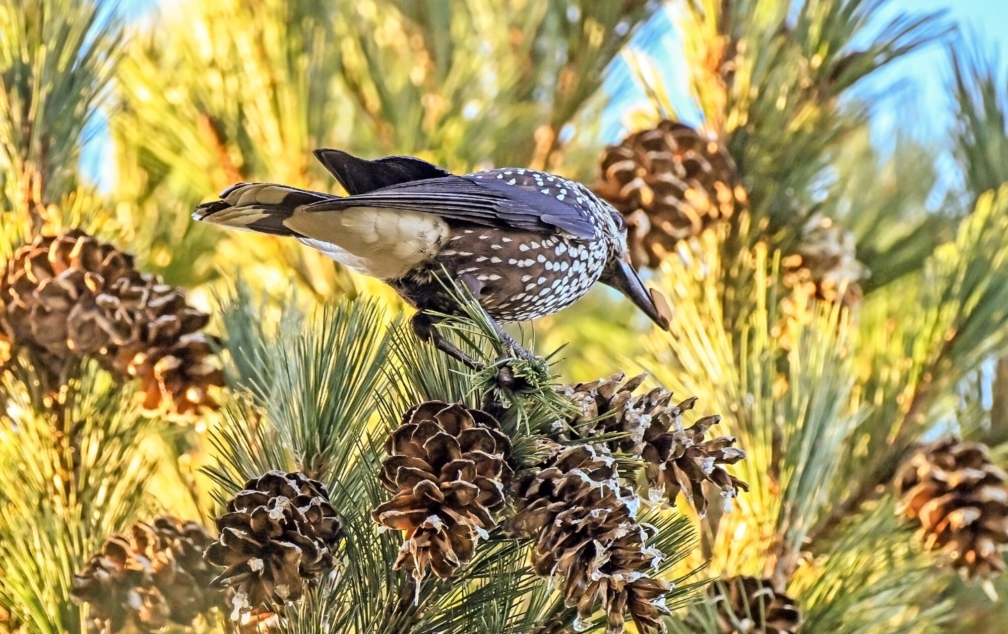 Valokuvaaja: Esko Pihl