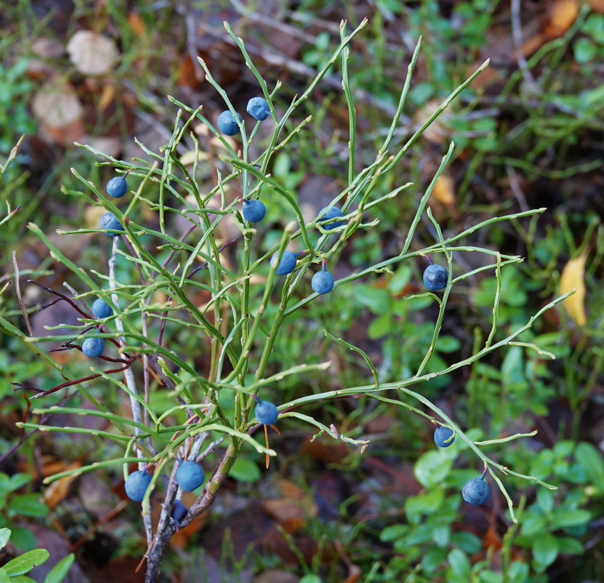 Valokuvaaja: Kaarina Heiskanen