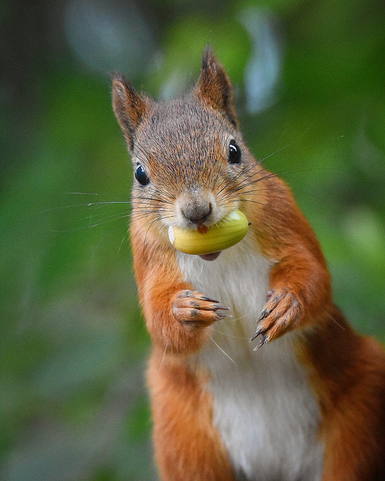 Valokuvaaja: Olli Inkinen / @eraopa_s_wildlife_photography