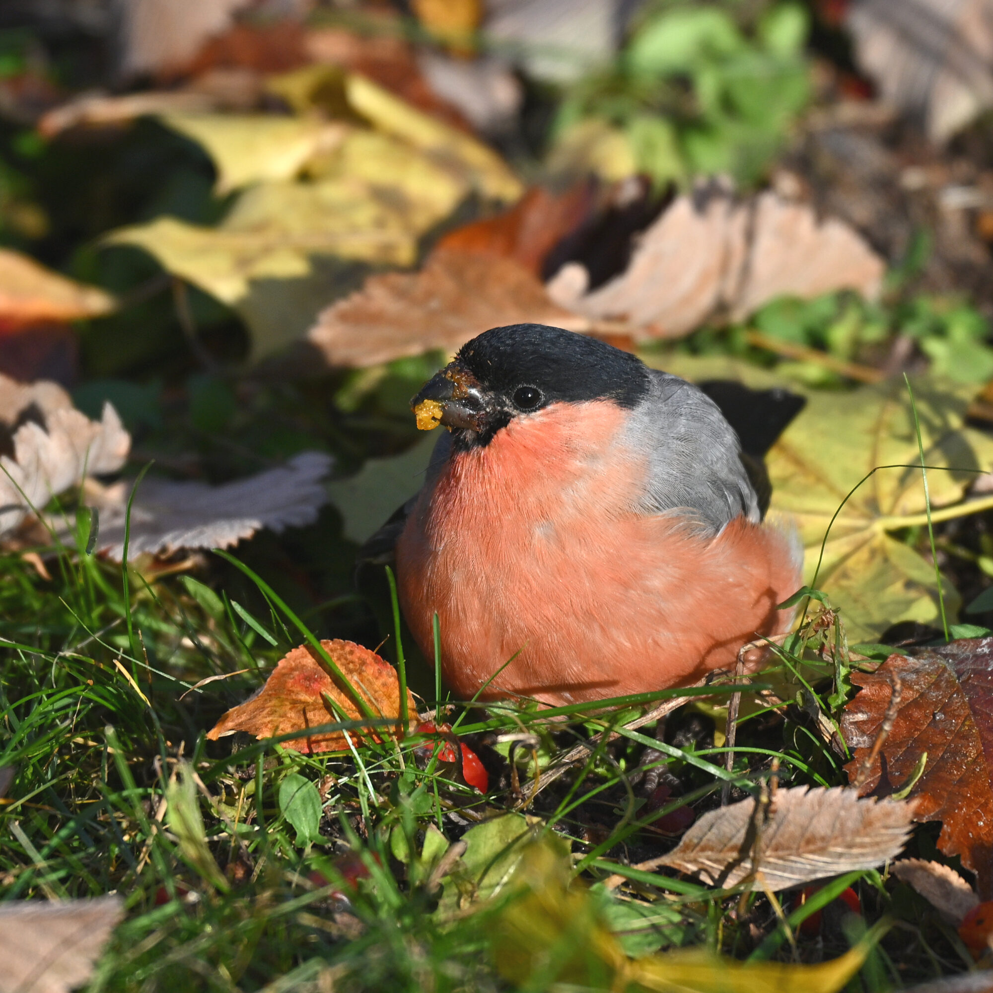 Valokuvaaja: Päivi Kiiskinen-Mustonen
