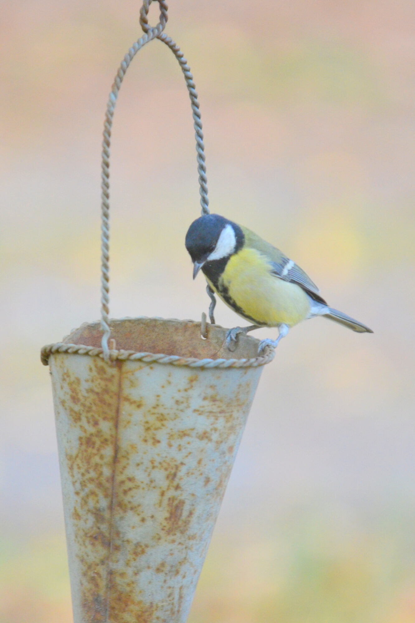 Valokuvaaja: Kaarlo Asikainen