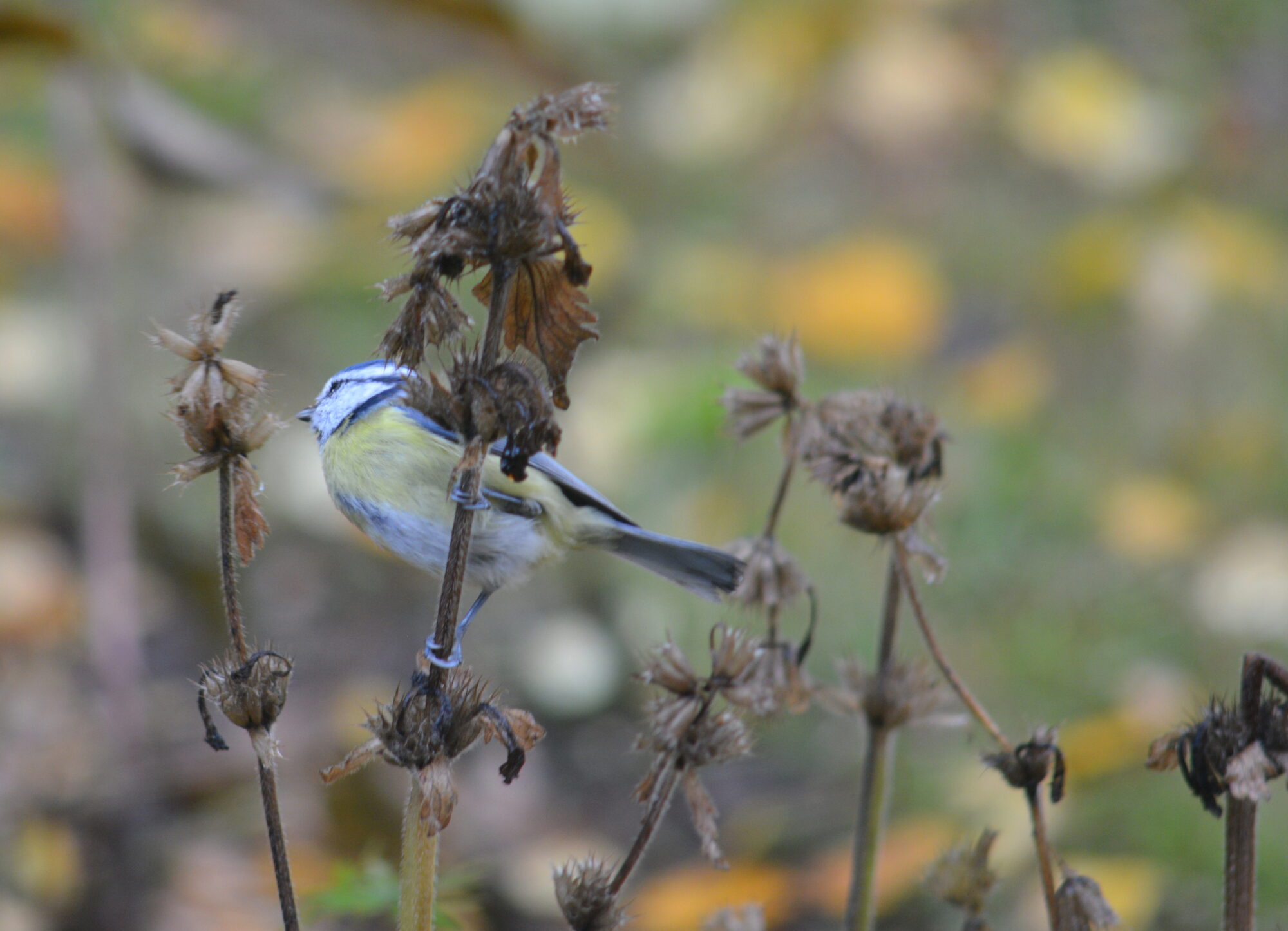 Valokuvaaja: Kaarlo Asikainen