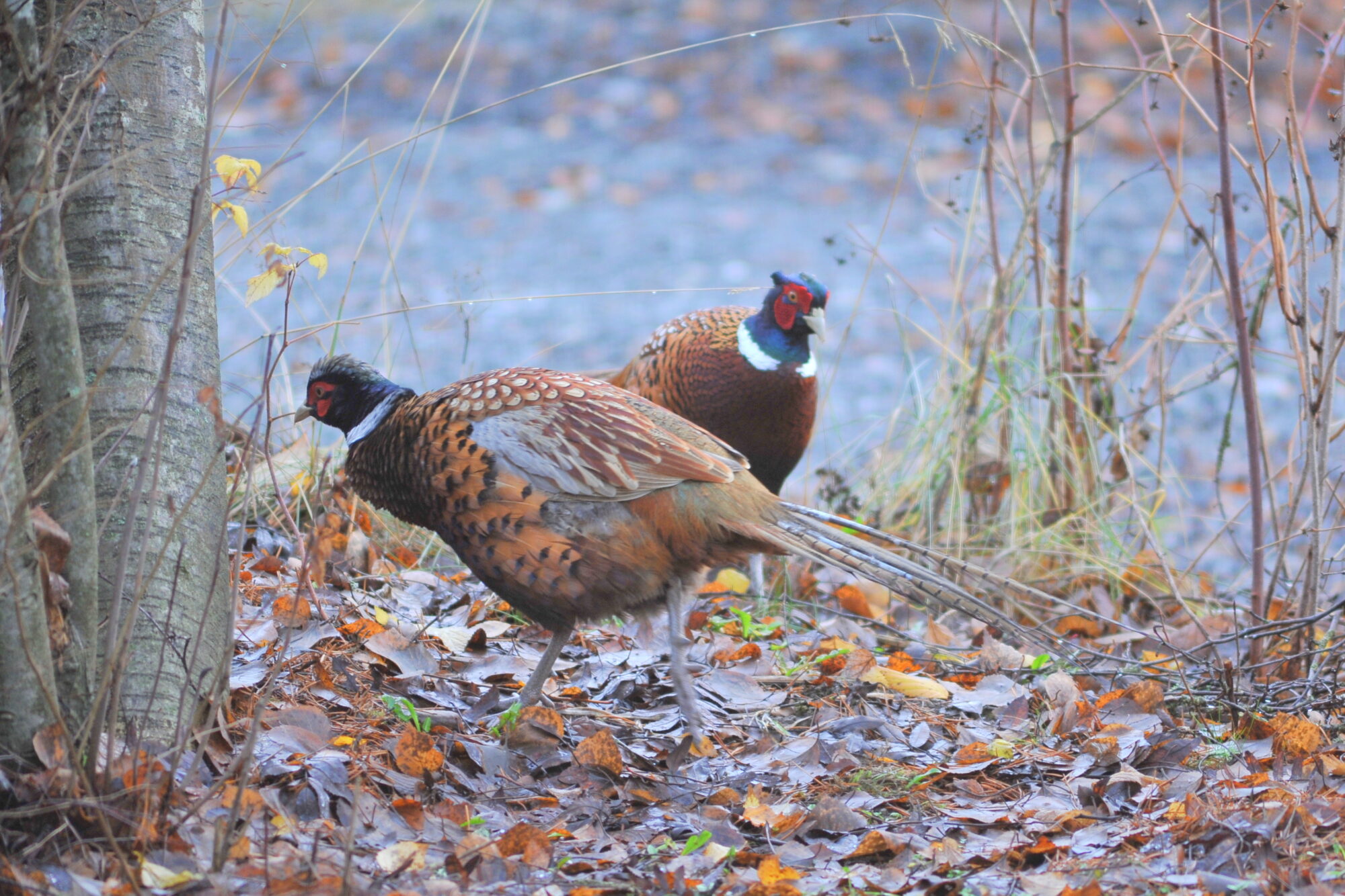 Valokuvaaja: Kaarlo Asikainen