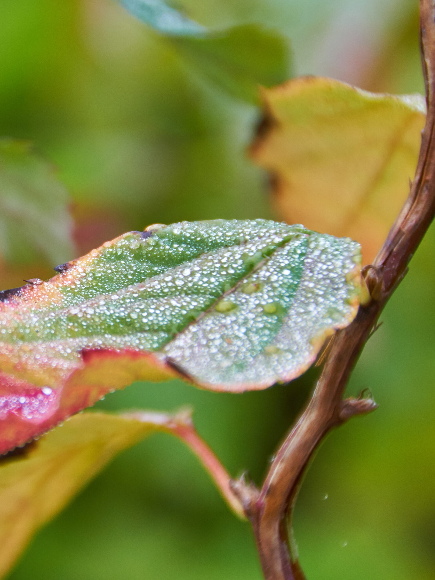 Valokuvaaja: Tarja Kouvo
