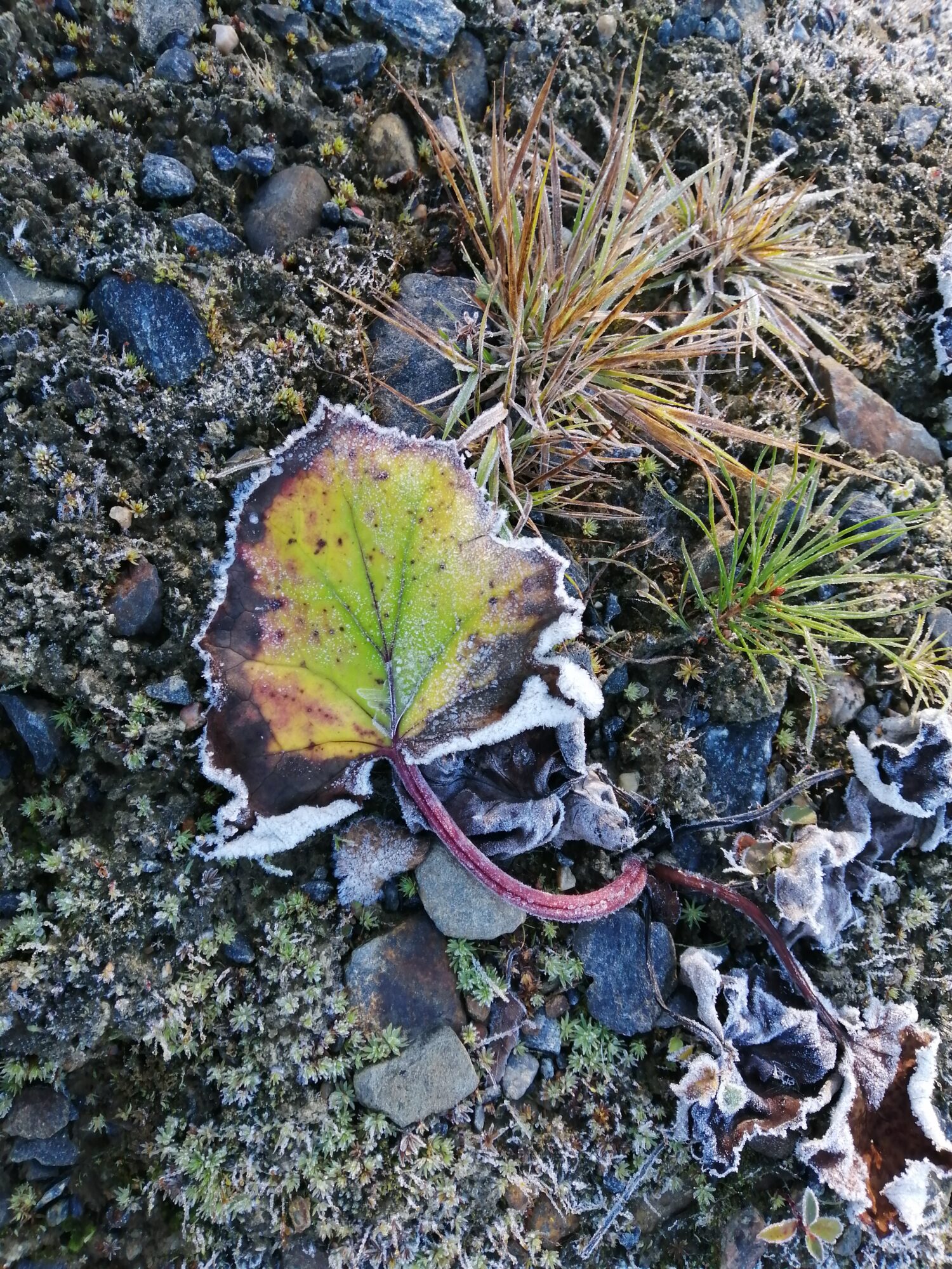 Valokuvaaja: Helena Pysäys